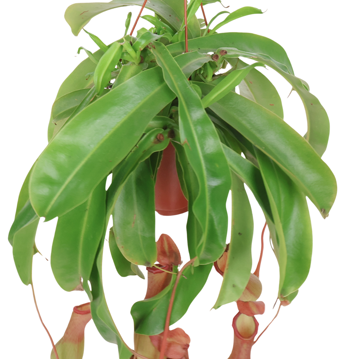 Nepenthes Alata Hanging