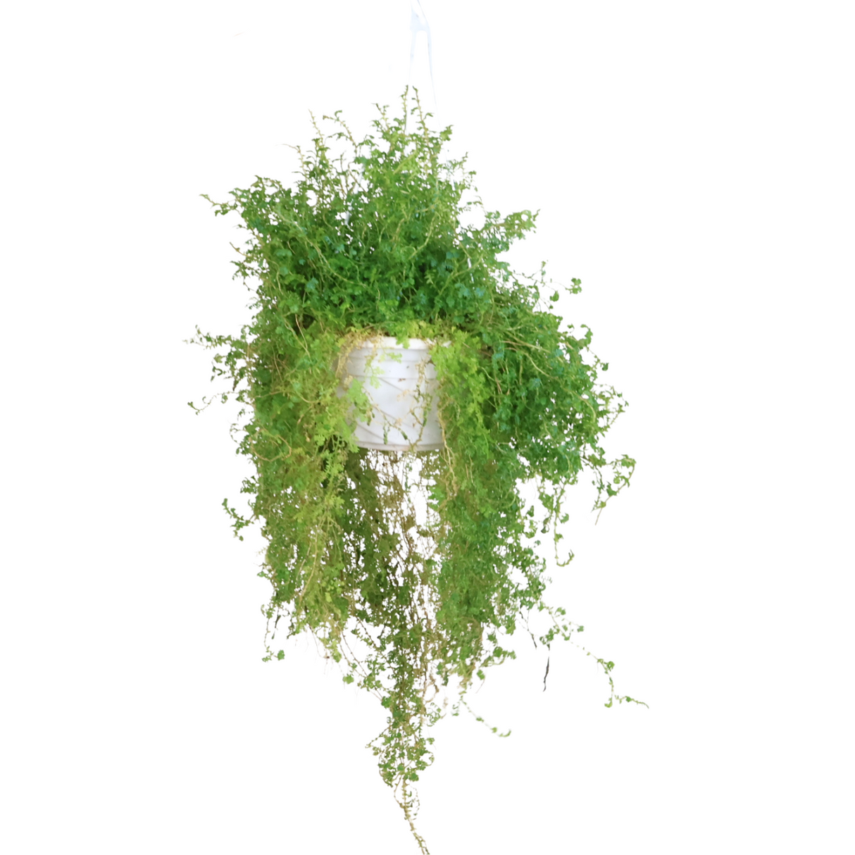 Selaginella Apoda Hanging (Meadow Spikemoss)