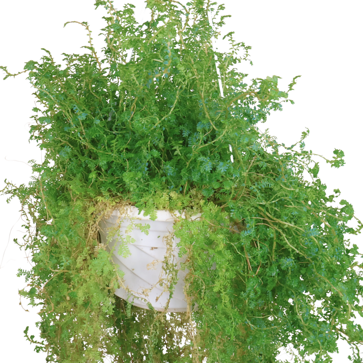 Selaginella Apoda Hanging (Meadow Spikemoss)