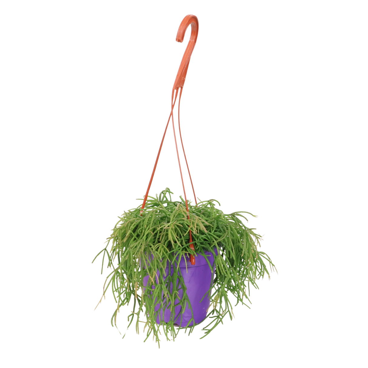 Rhipsalis Hanging (Mistletoe Cactus)