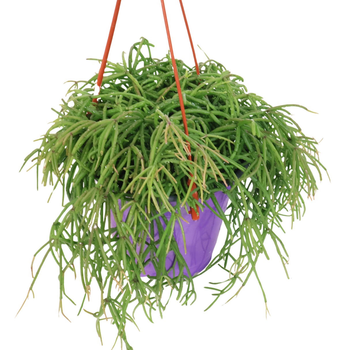 Rhipsalis Hanging (Mistletoe Cactus)