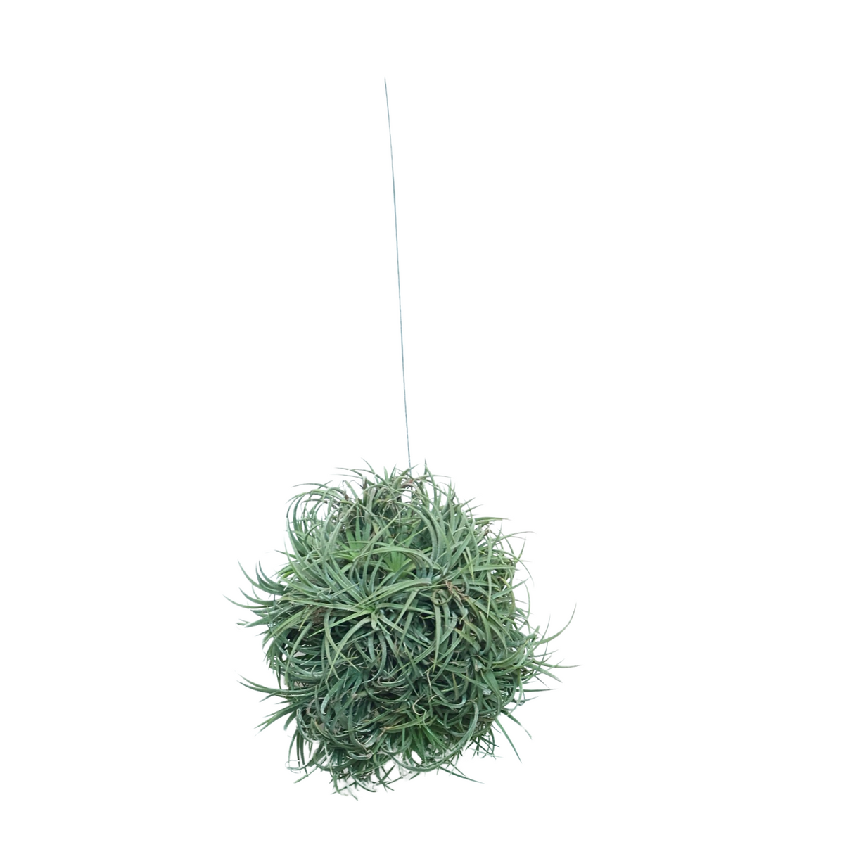 Tillandsia Air Plant