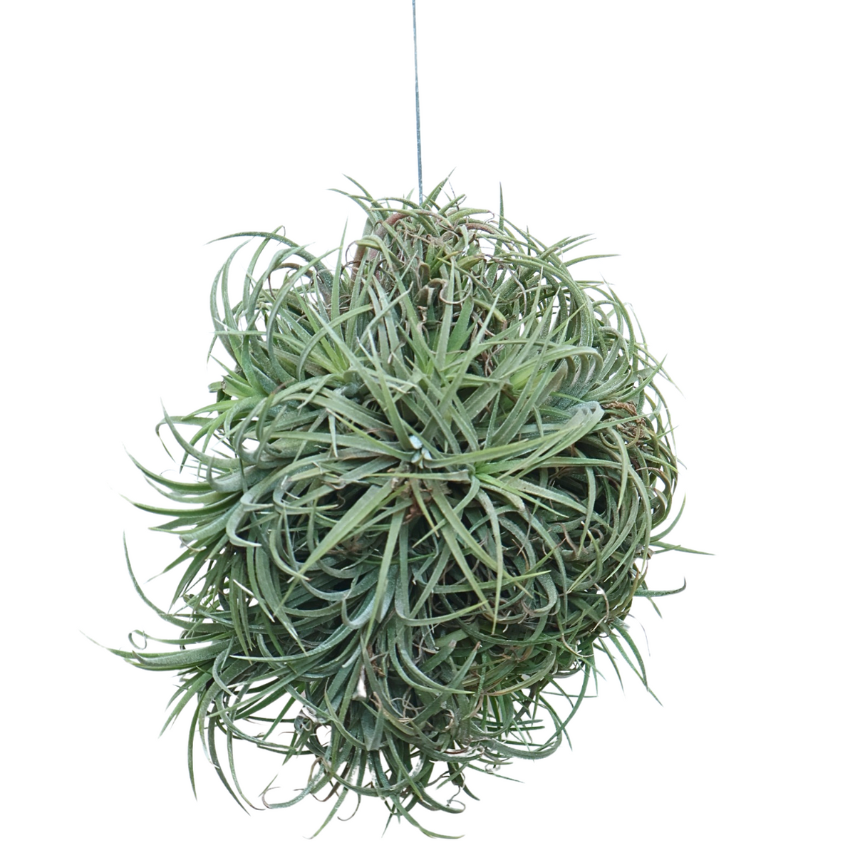 Tillandsia Air Plant