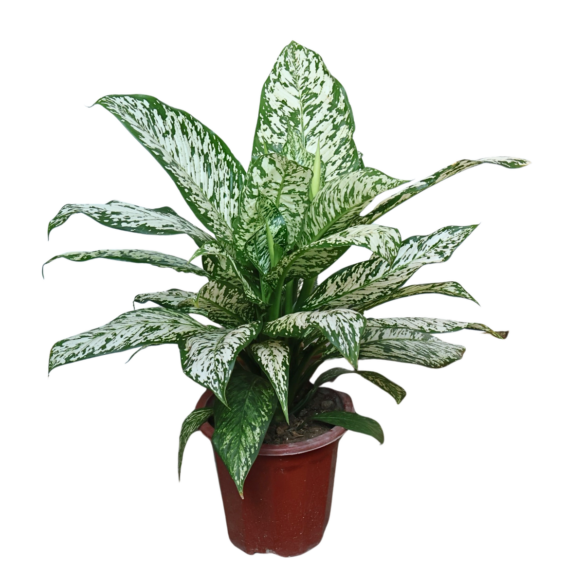 Dieffenbachia White| JM Flower