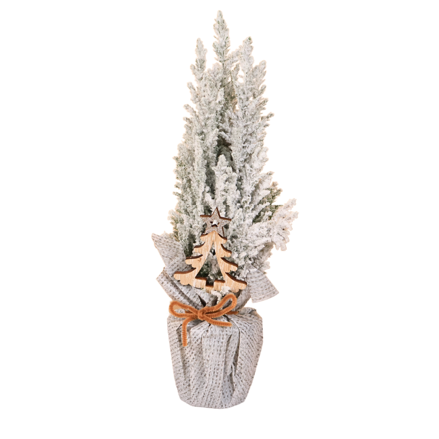 Chamaecy Ellwoodii Plant