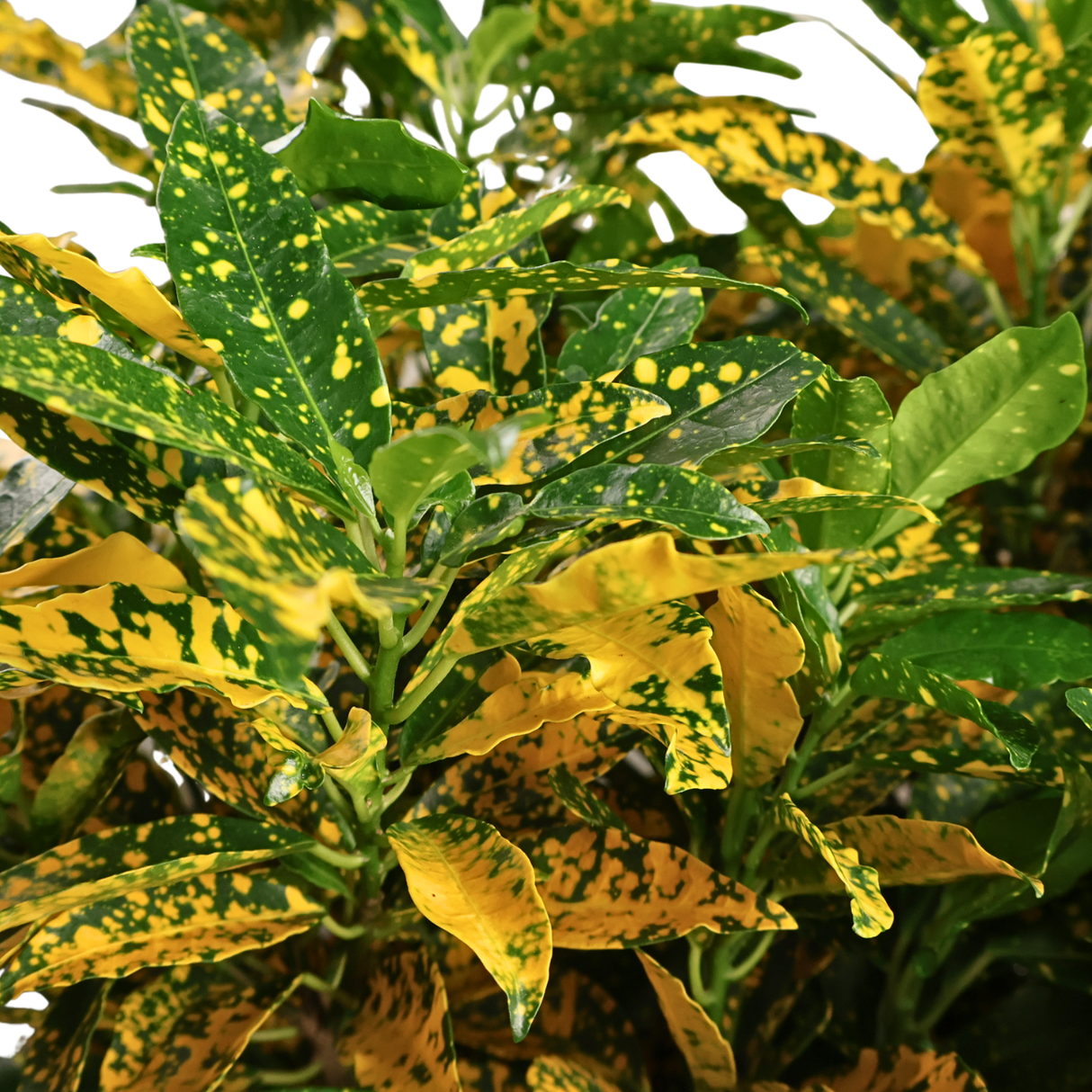 Croton Gold Dust