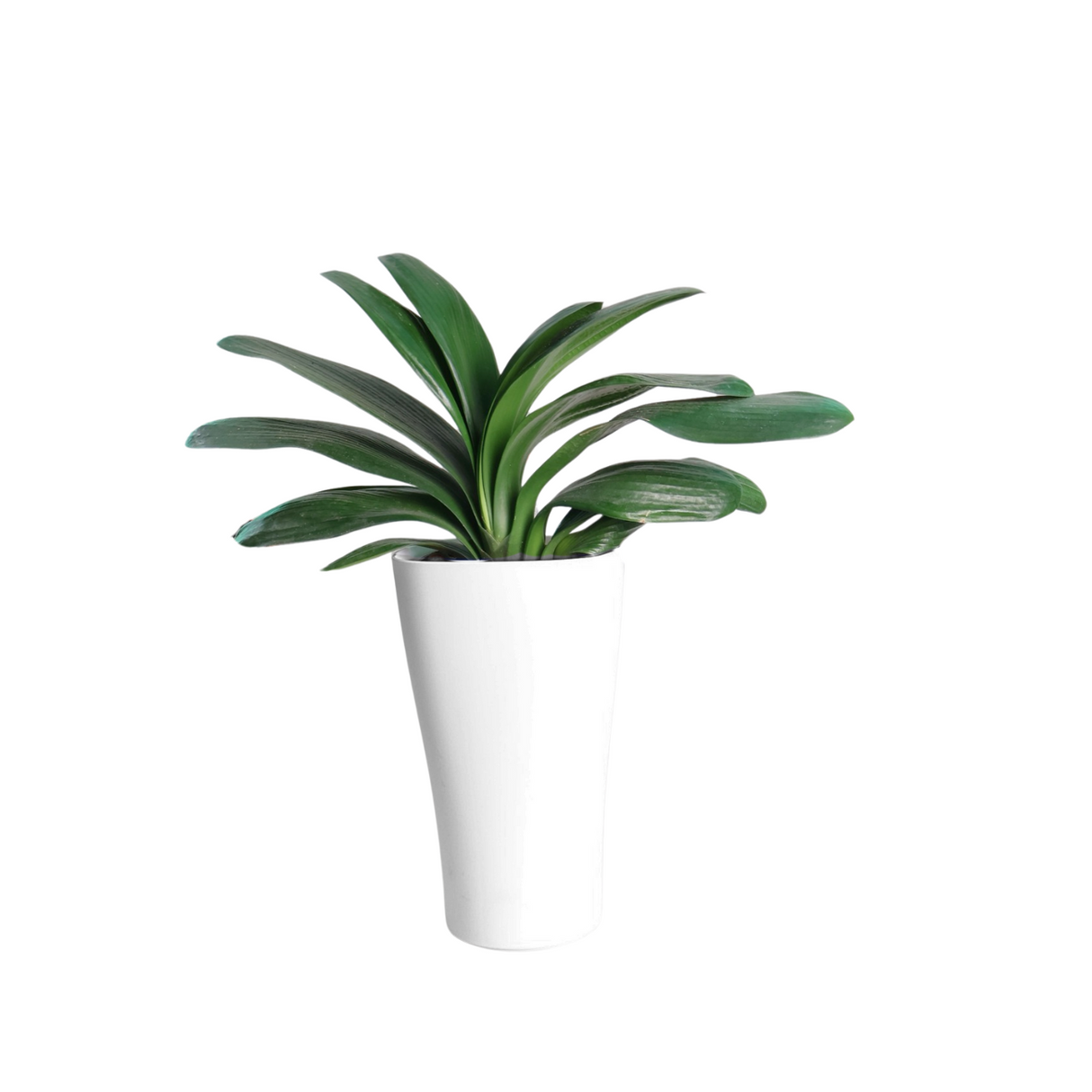 Houseplant in decorative vase.