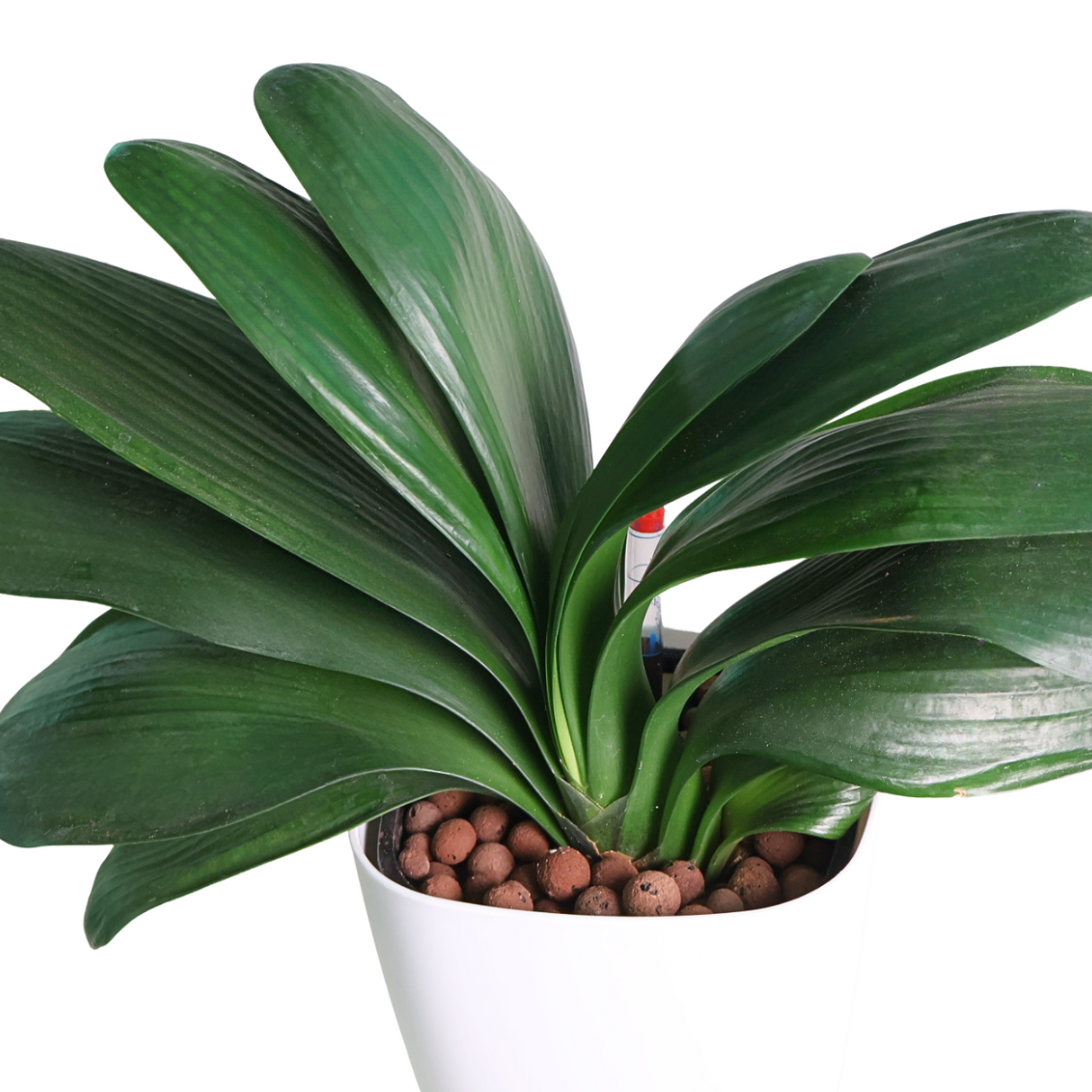 Bush Lily (Clivia Miniata) in Self-Watering Pot