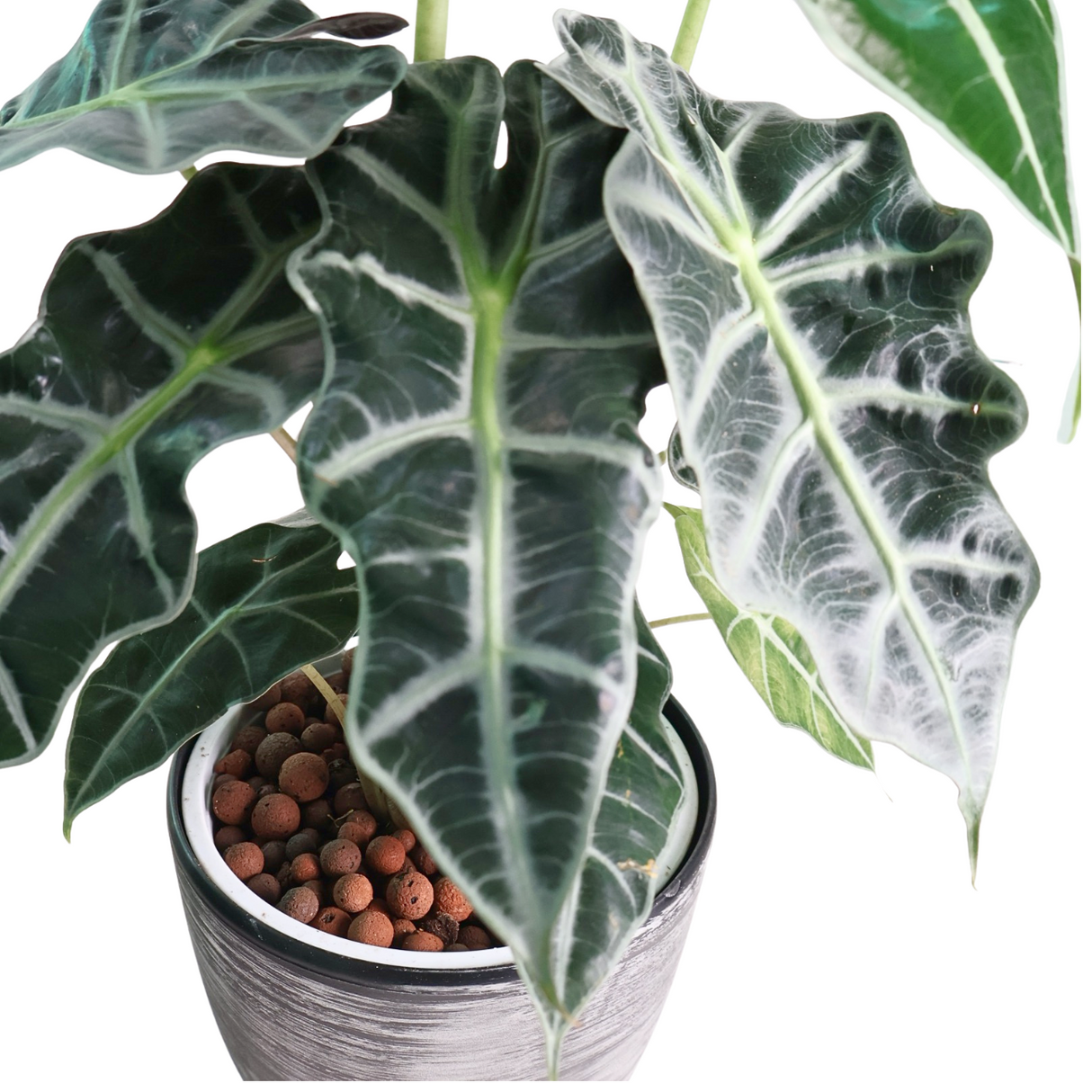 Alocasia Sanderiana in Self-Watering Pot
