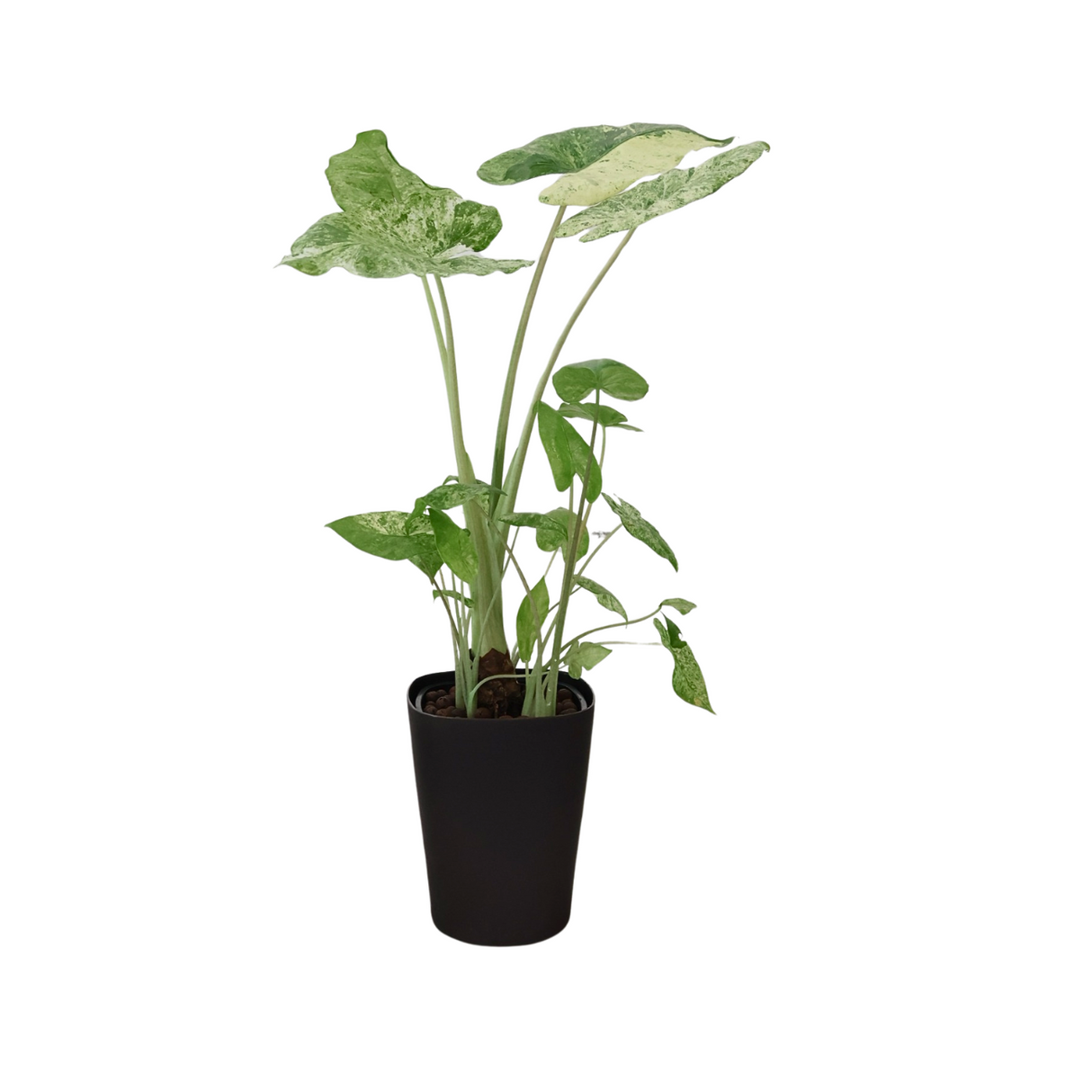 Alocasia Cucullata in Self-Watering Pot