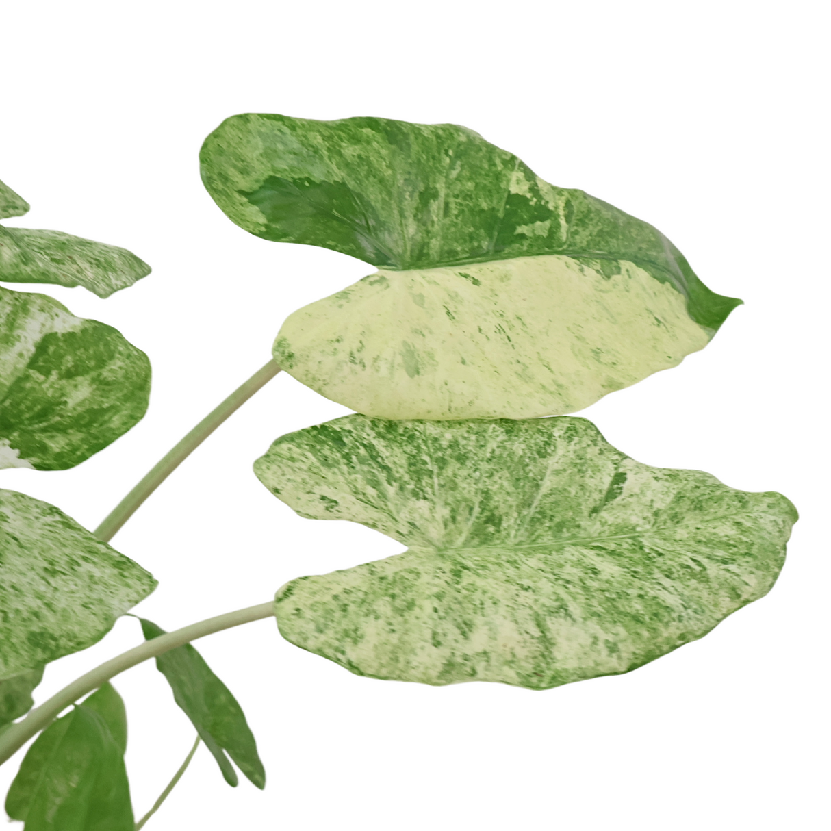 Alocasia Cucullata in Self-Watering Pot