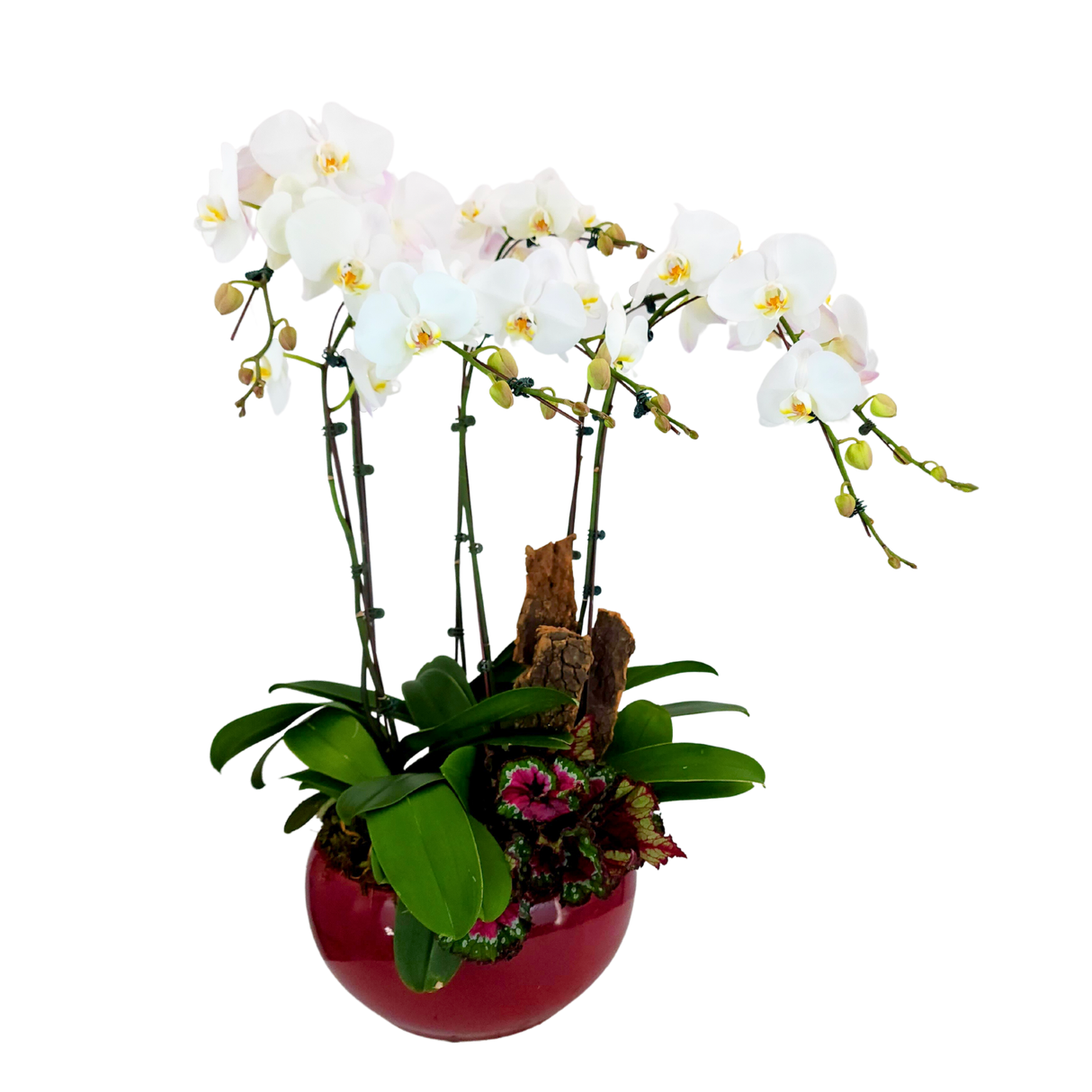 Crystal Orchid (6 Single Stem) - Orchid Phalaenopsis