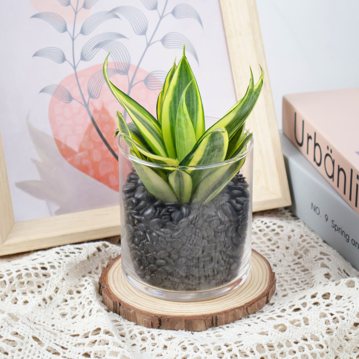 Succulent plant in ceramic flowerpot.