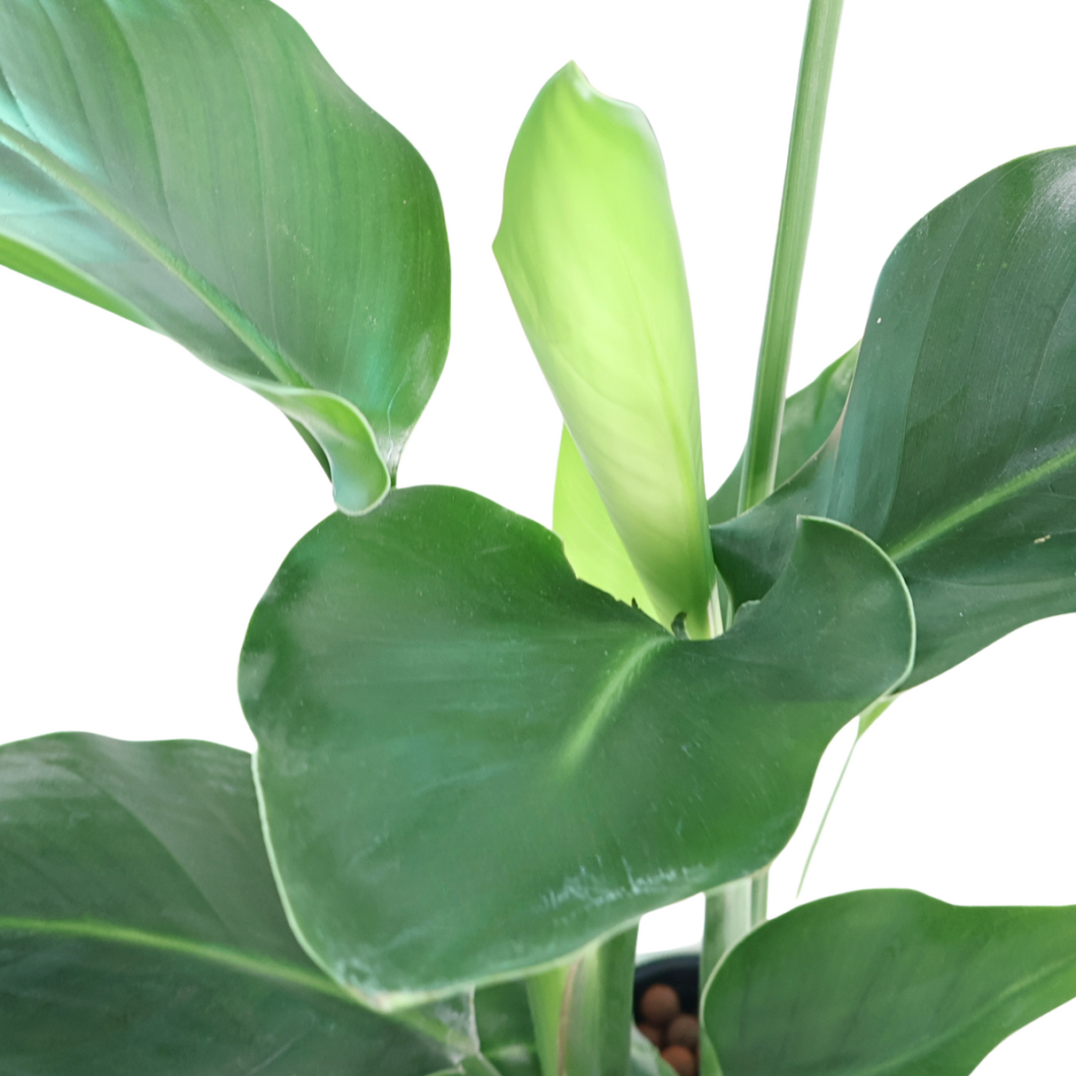 Bird of Paradise Plant in Self-Watering Pot