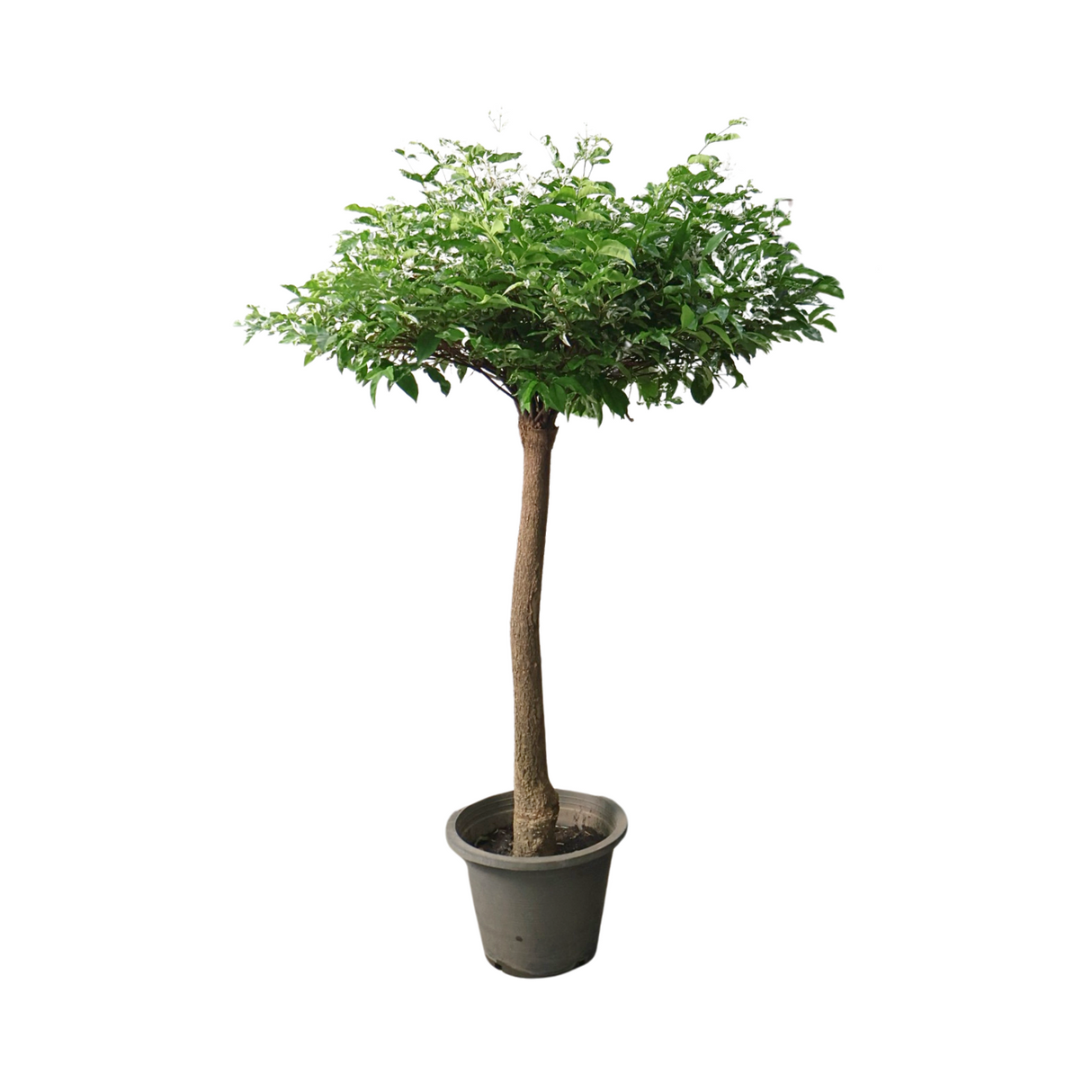 Wrightia Religiosa Variegated Multi-Head