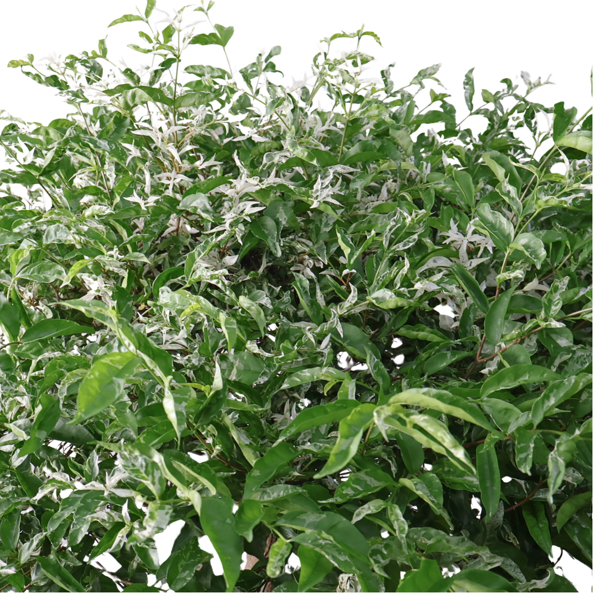 Wrightia Religiosa Variegated Multi-Head