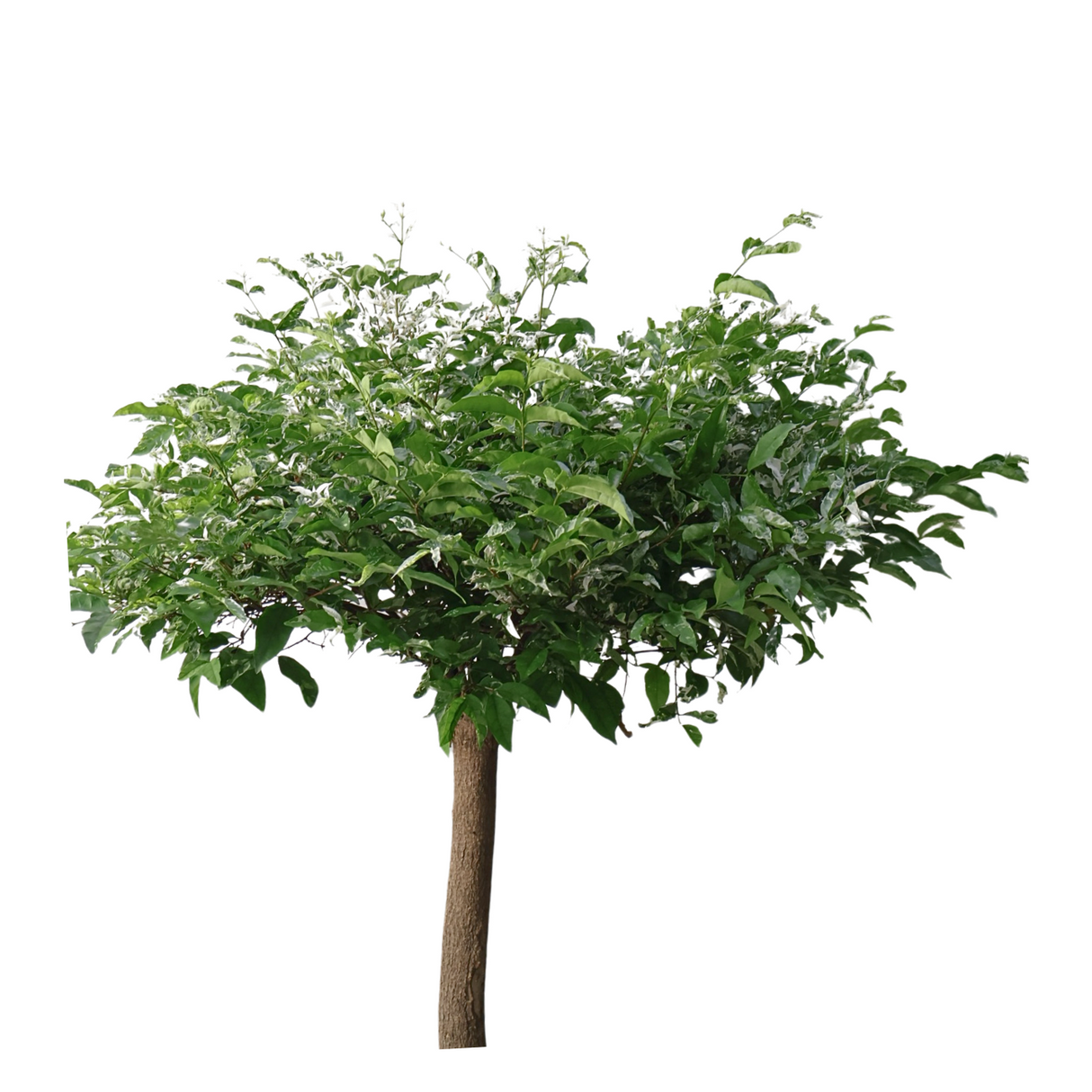 Wrightia Religiosa Variegated Multi-Head