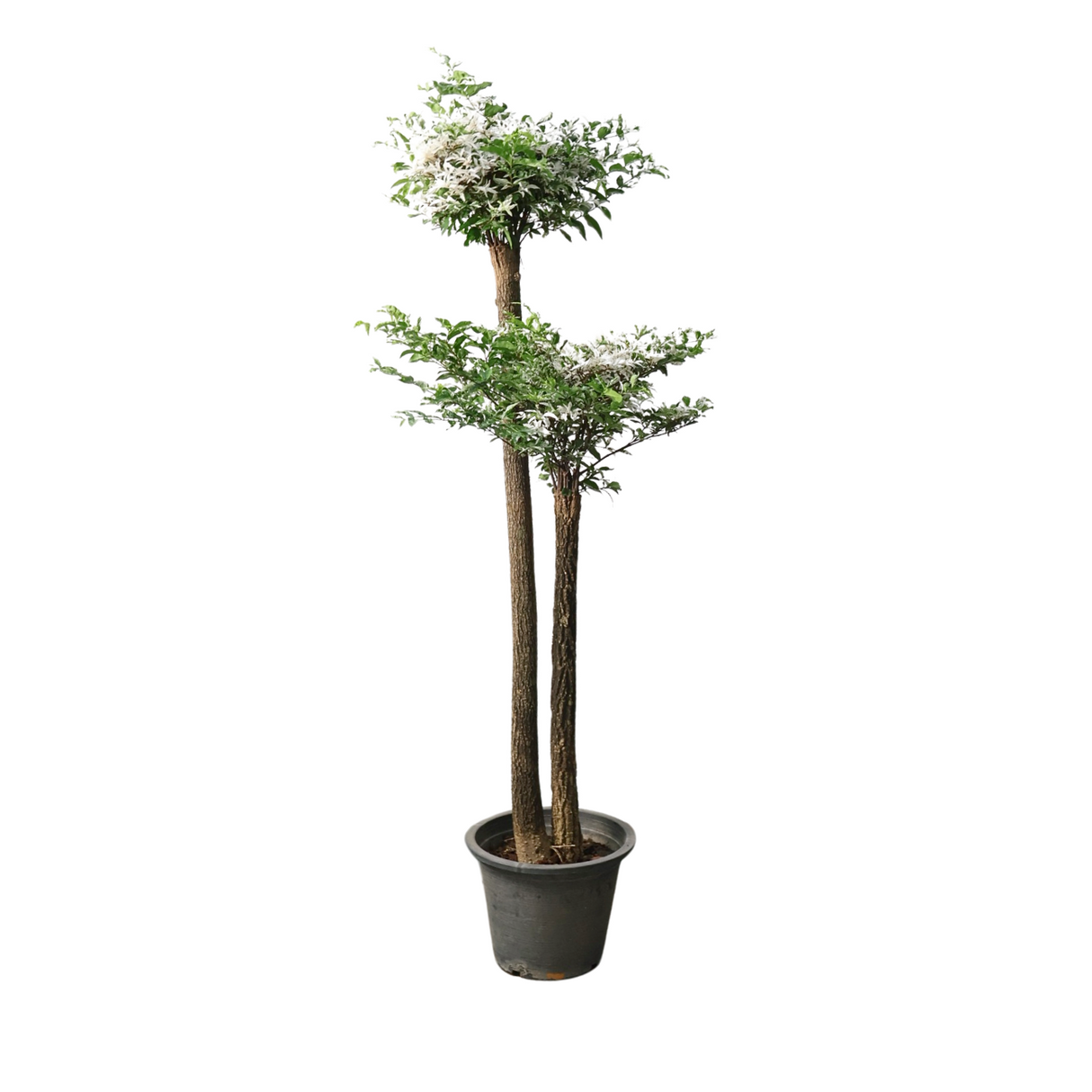 Wrightia Religiosa Variegated Multi-Head