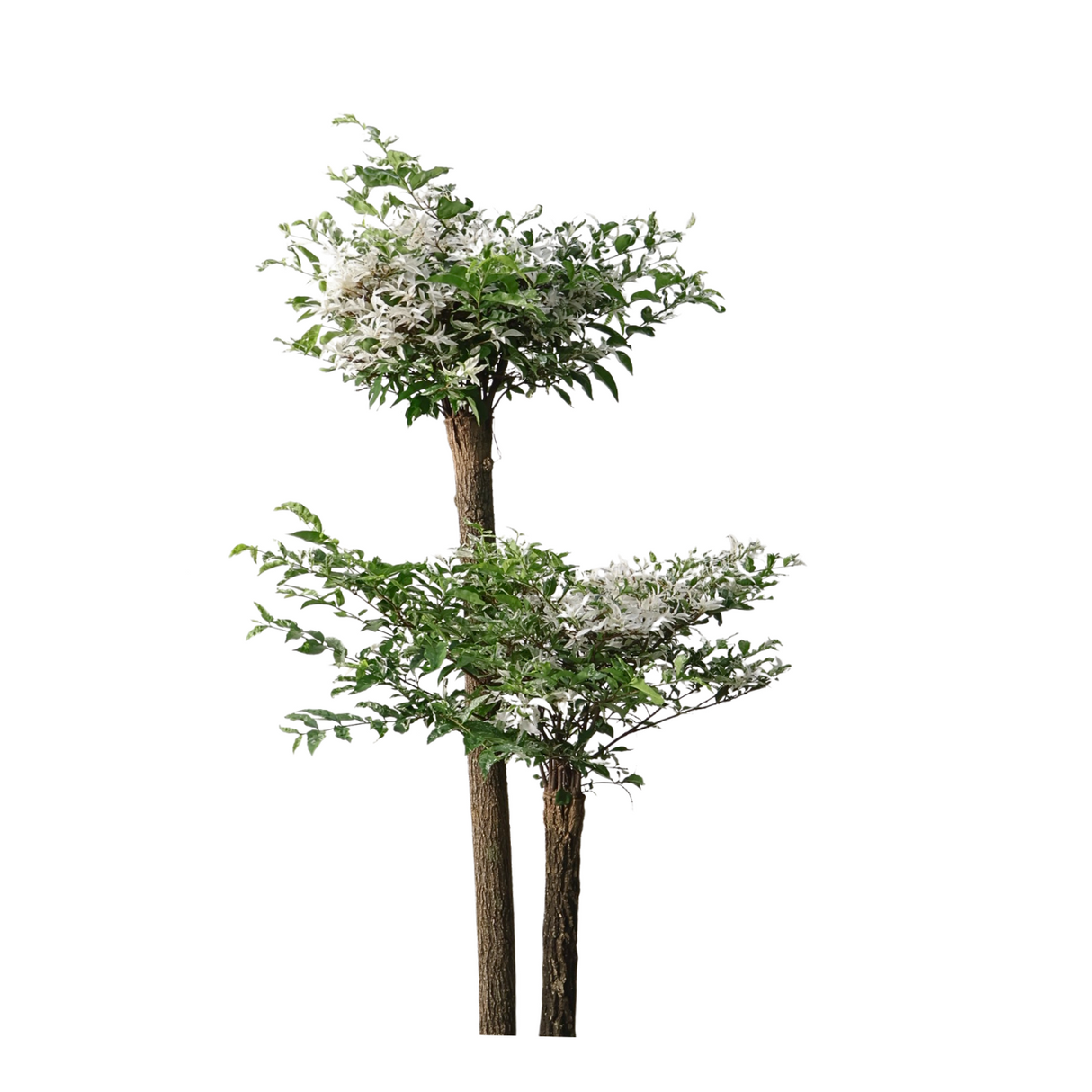 Wrightia Religiosa Variegated Multi-Head