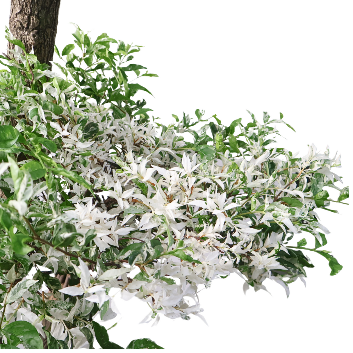 Wrightia Religiosa Variegated Multi-Head