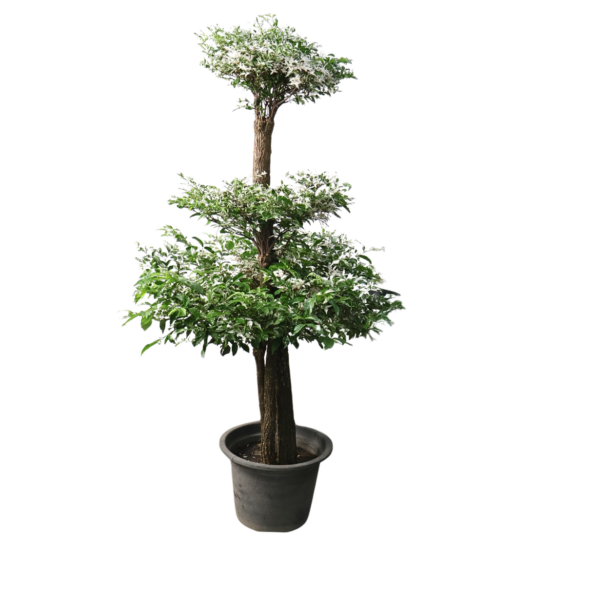 Wrightia Religiosa Variegated Multi-Head