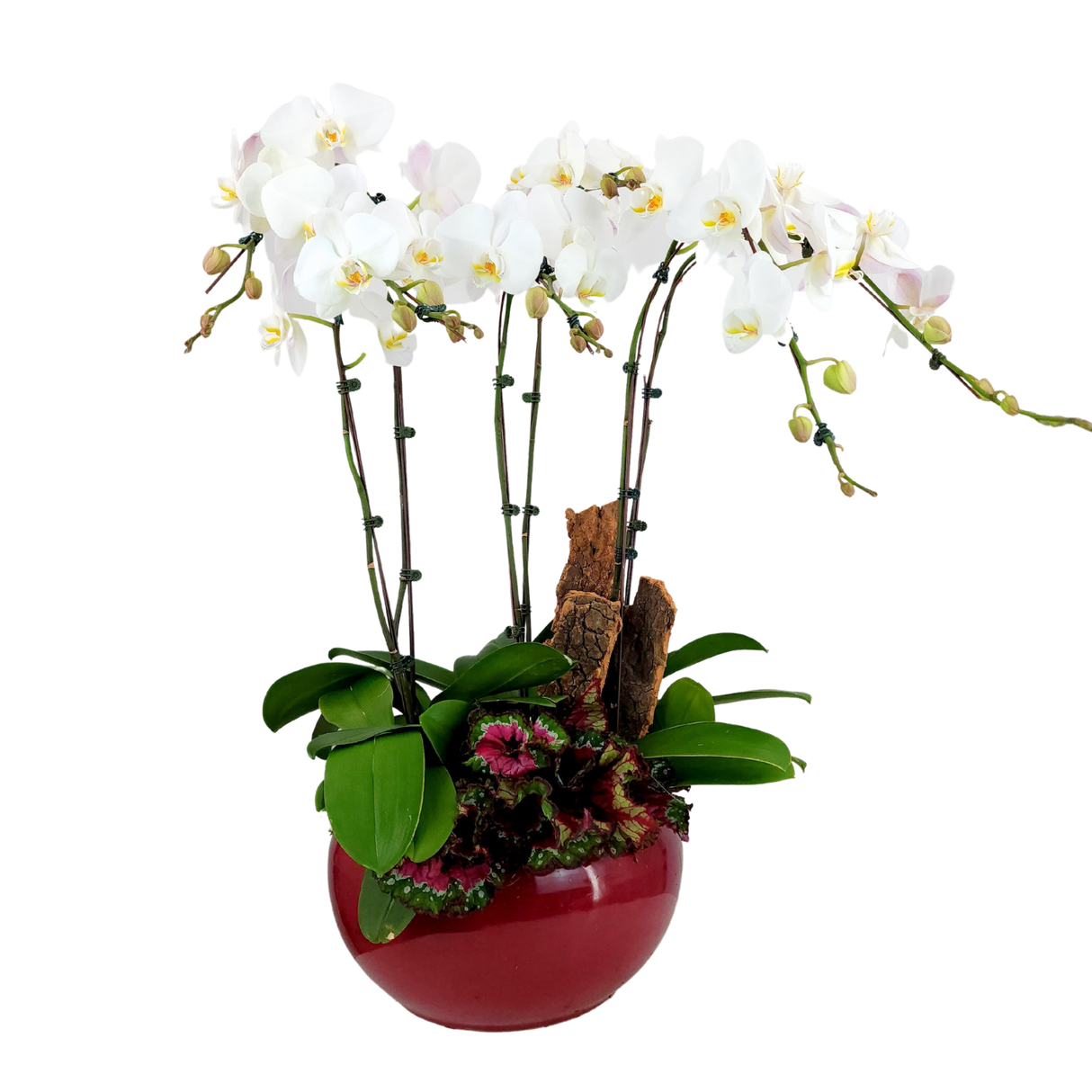 Crystal Orchid (6 Single Stem) - Orchid Phalaenopsis