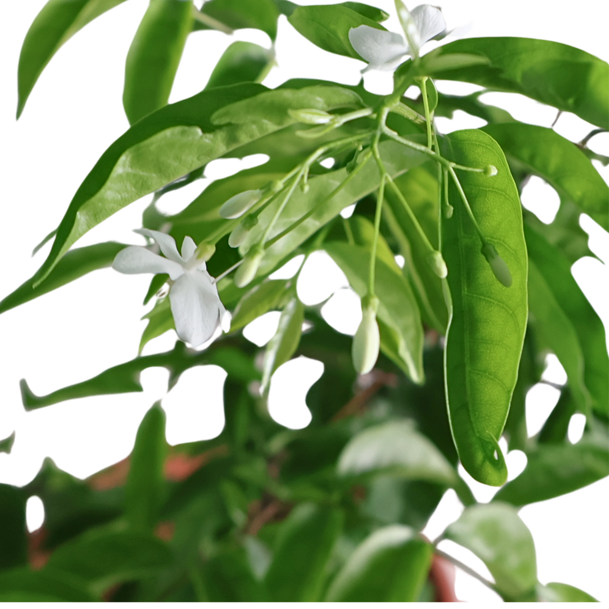 Wrightia Religiosa No 5