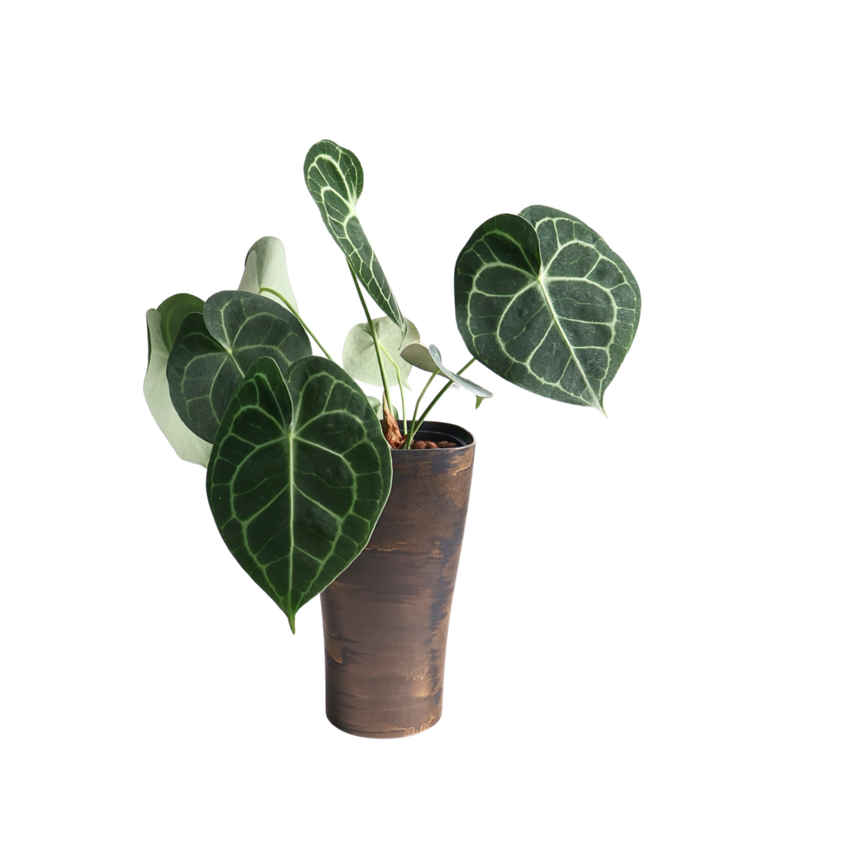 Anthurium Crystallium in Self-Watering Pot