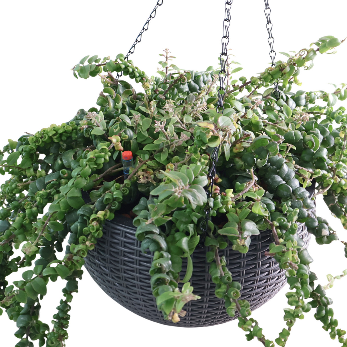 Lipstick Plant in Self-Watering Pot