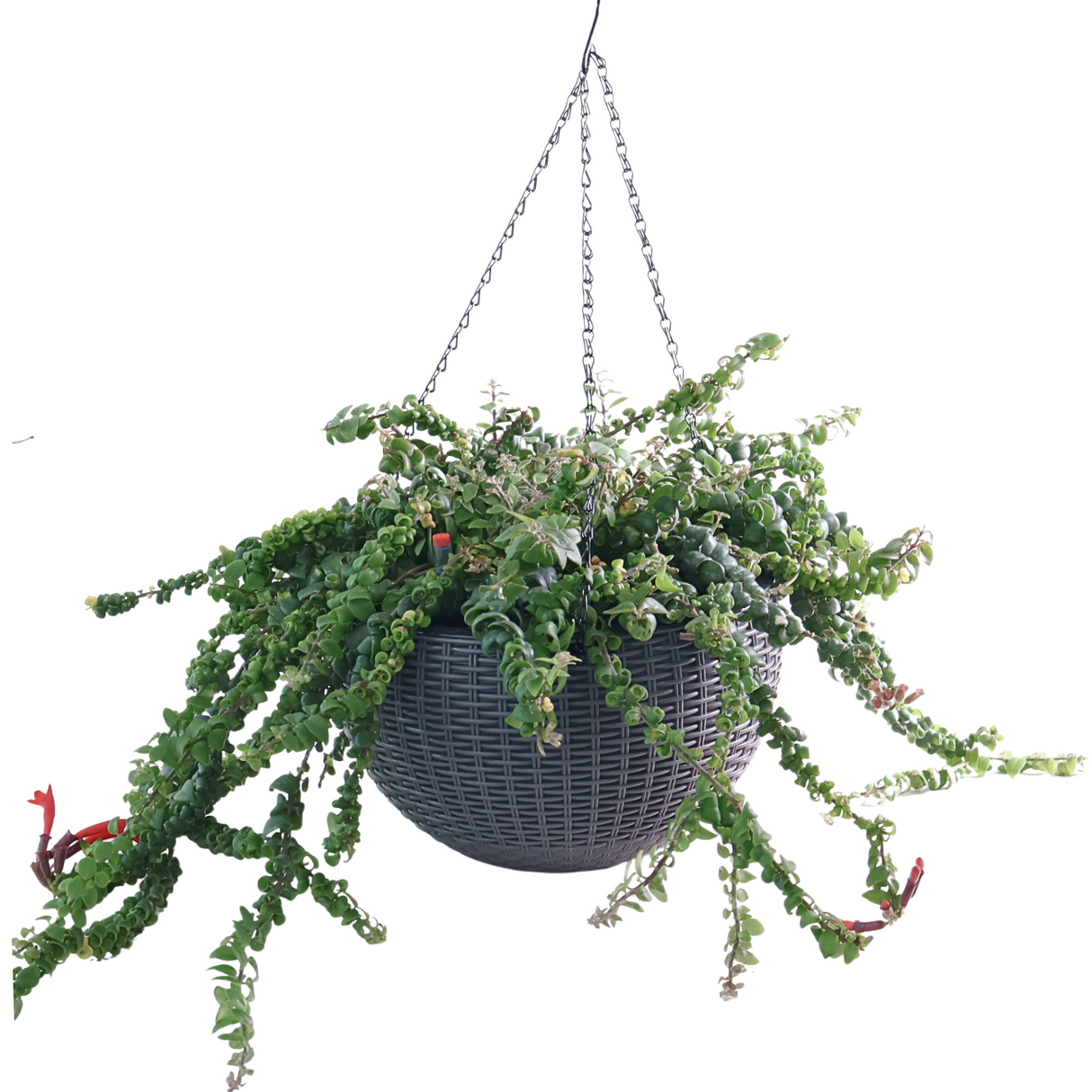 Flowerpot with geraniums in floral design.