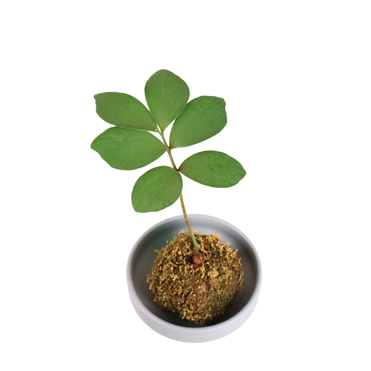 Zamia Furfuracea Kokedama