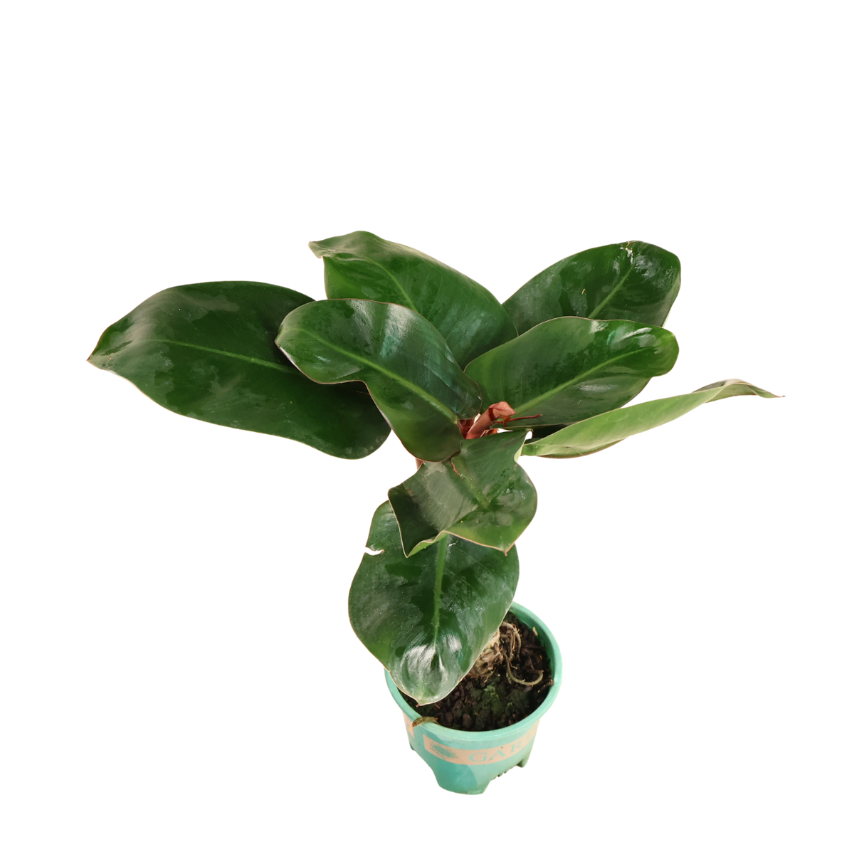 Philodendron Blushing