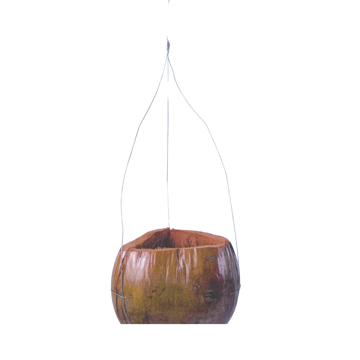 Coconut Shell Hanging