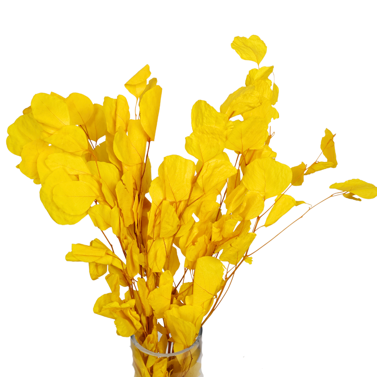 Preserved Eucalyptus Populus Leaf