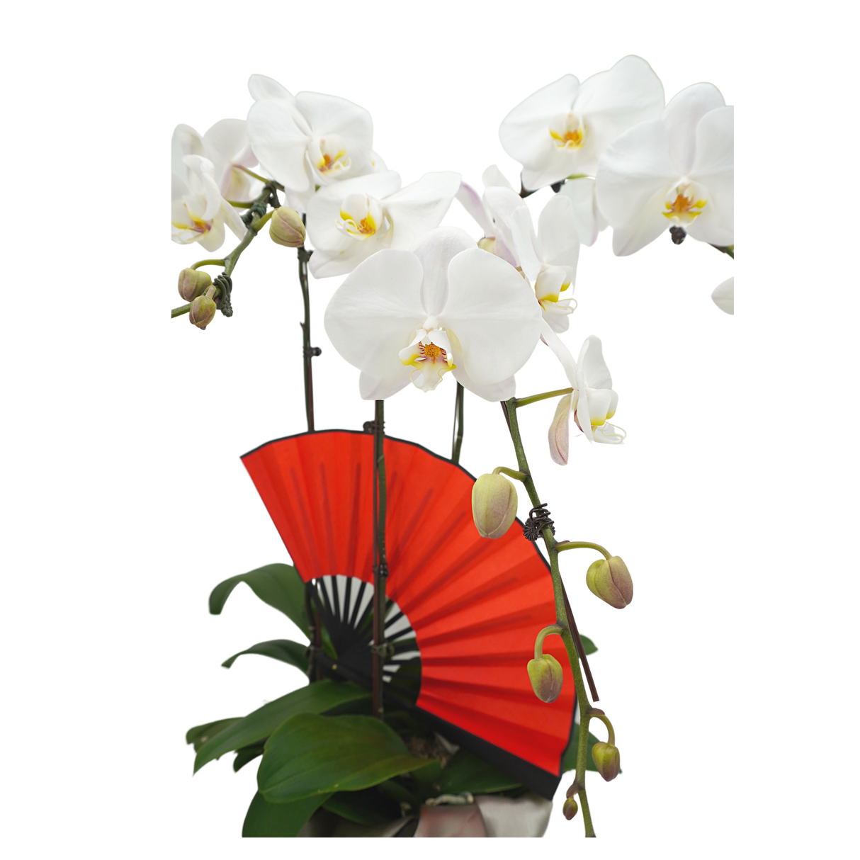 flourishing-wind Phalaenopsis Plant Arrangement Singapore