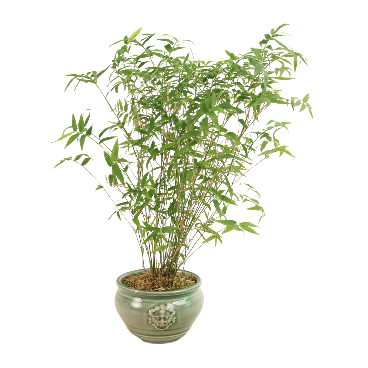 Golden Chinese Bamboo