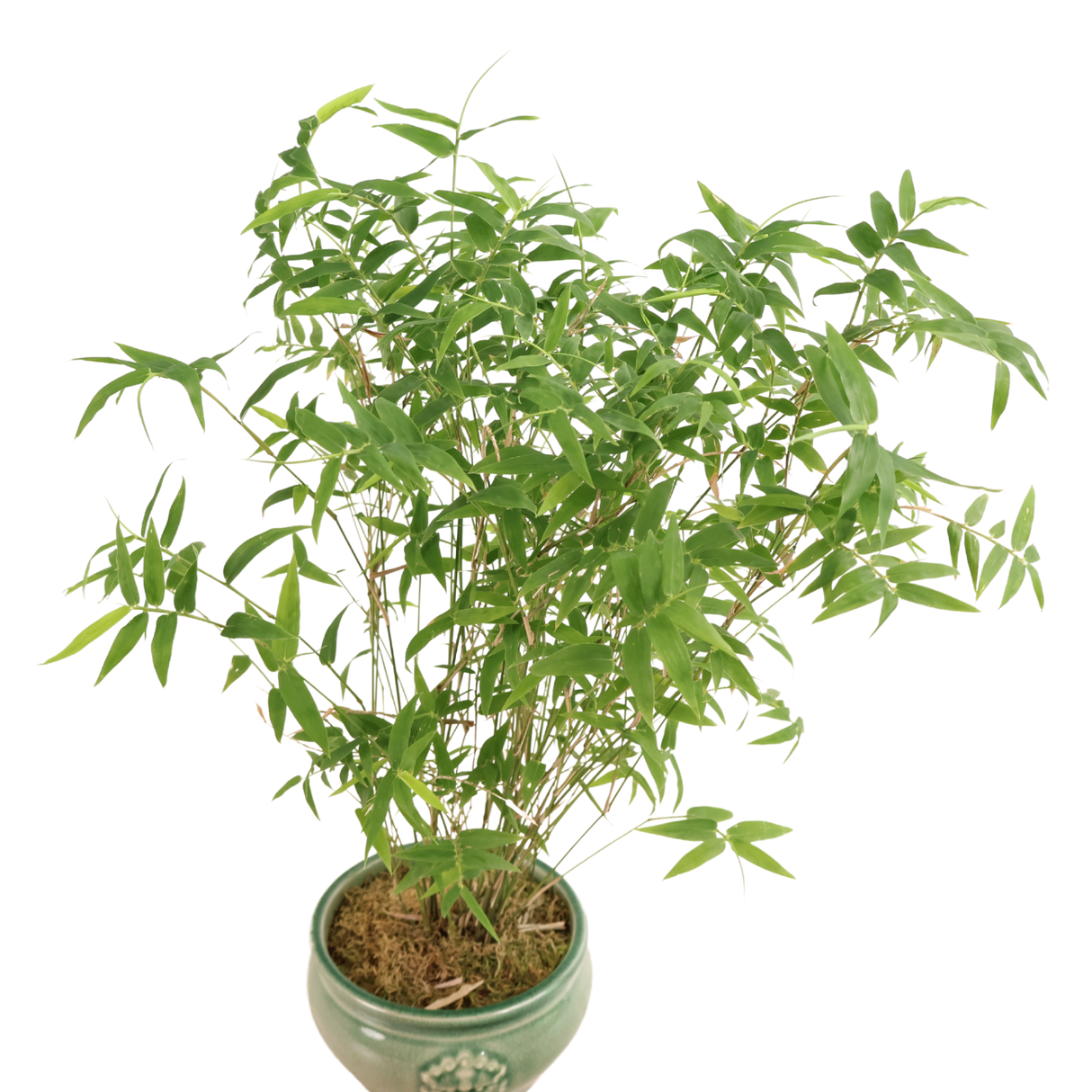 Golden Chinese Bamboo