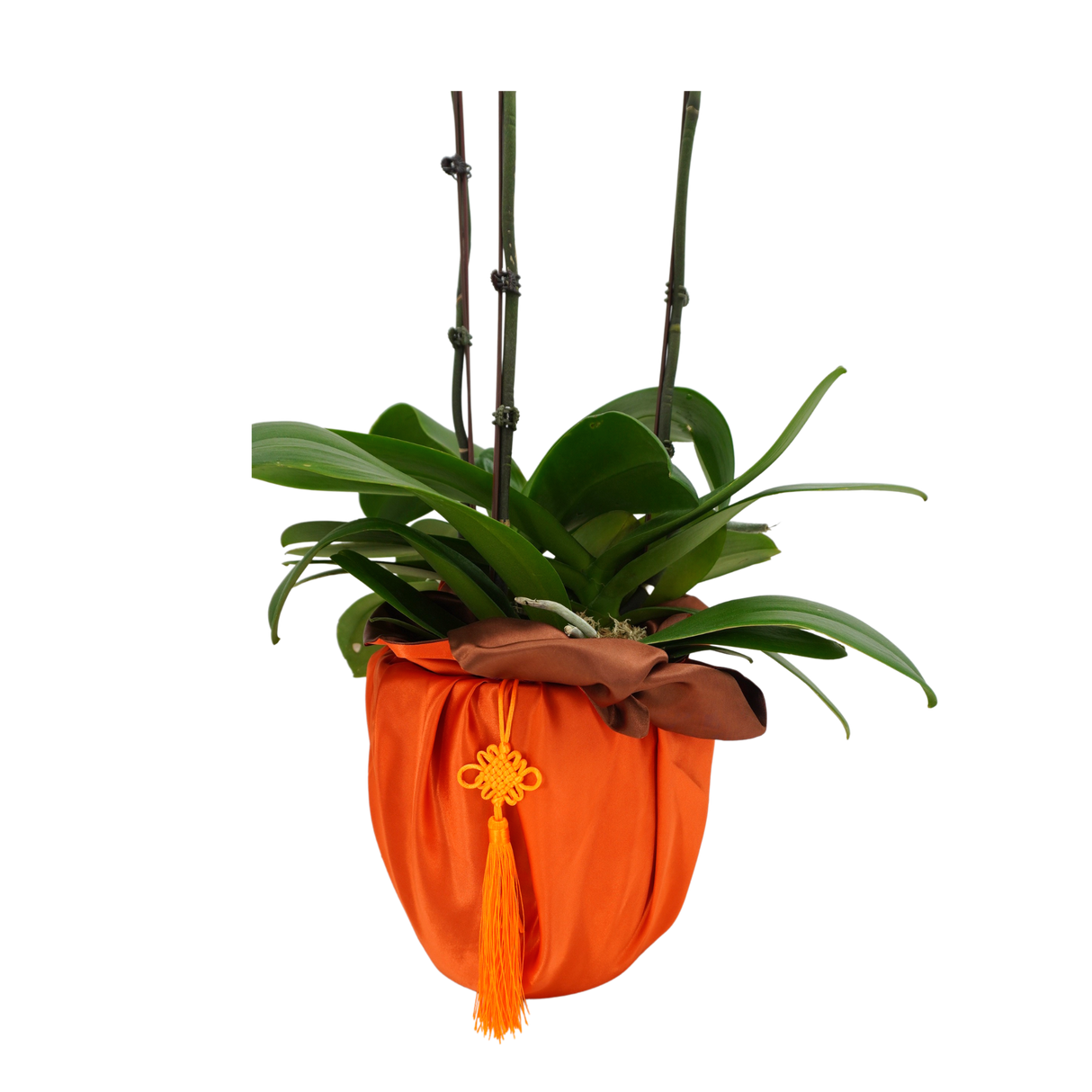 rare-trove Phalaenopsis Plant Arrangement Singapore