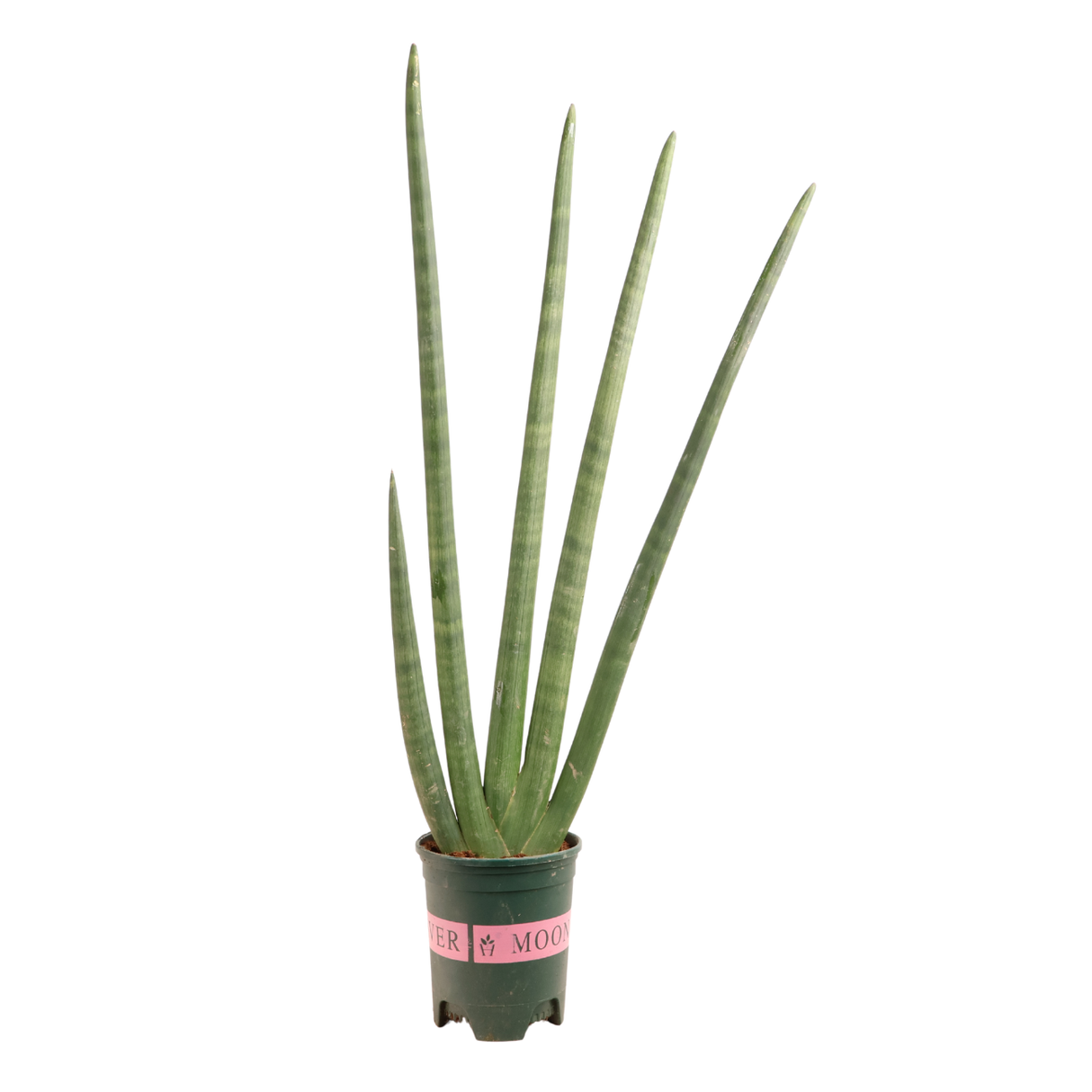 Sansevieria Cylindrica (Snake Plant)