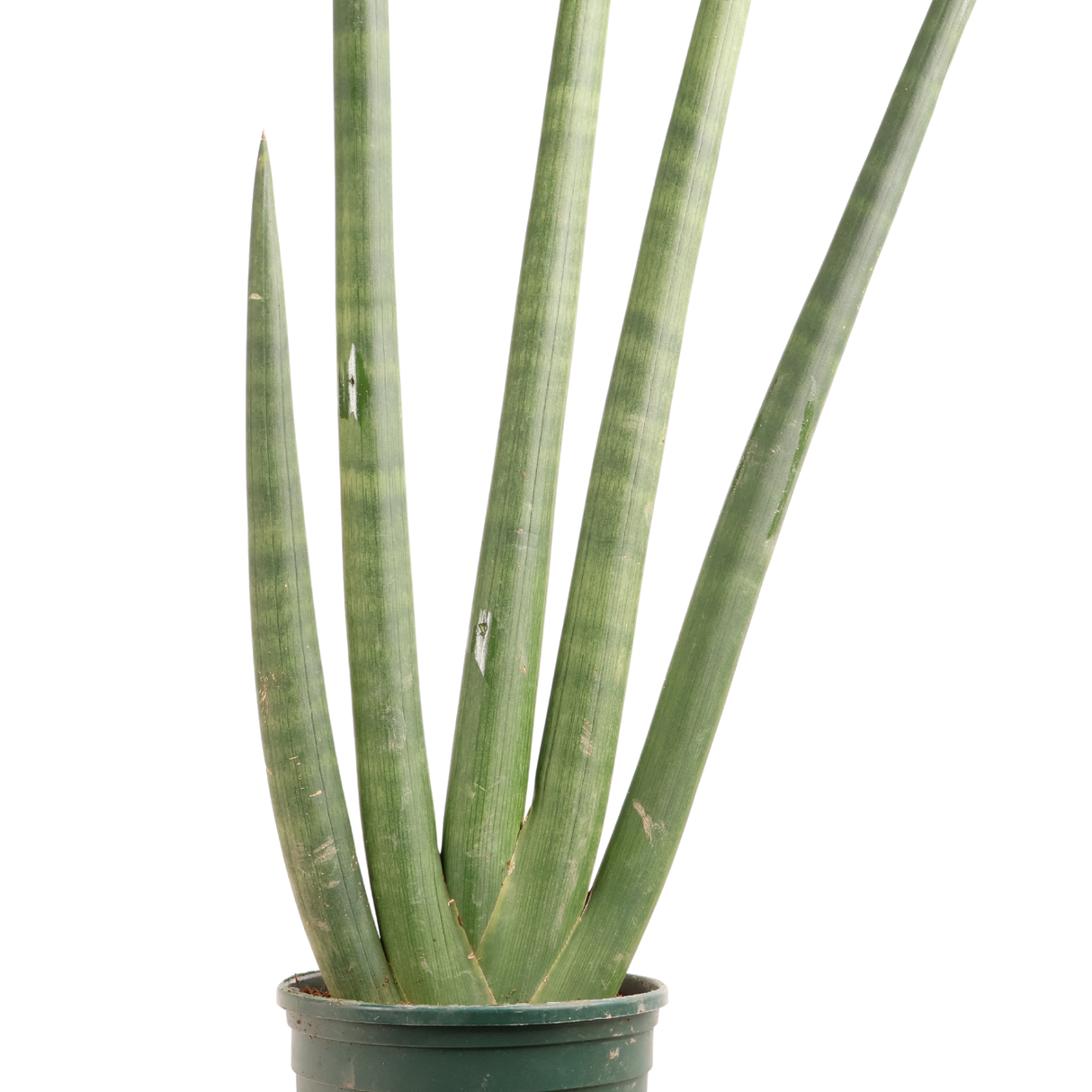 Sansevieria Cylindrica (Snake Plant)