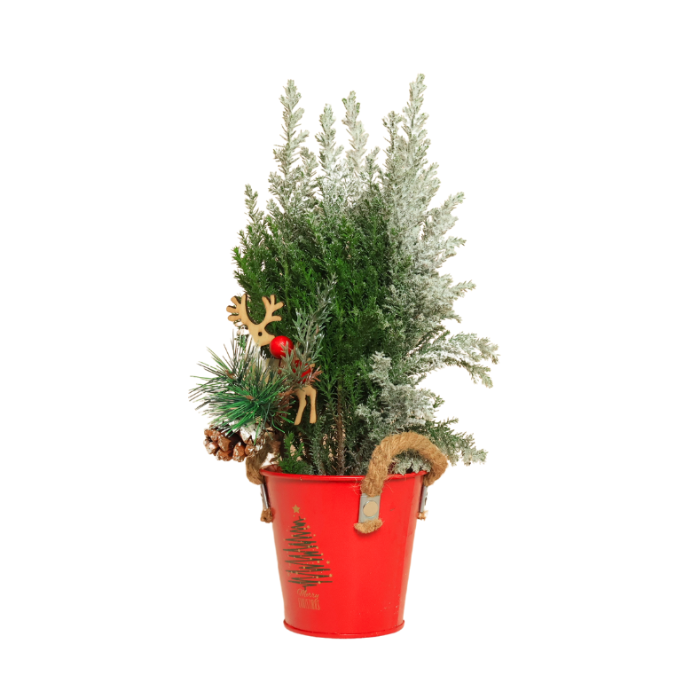 Chamaecyparis lawsoniana 'Ellwoodii' Plant in Festive Pot
