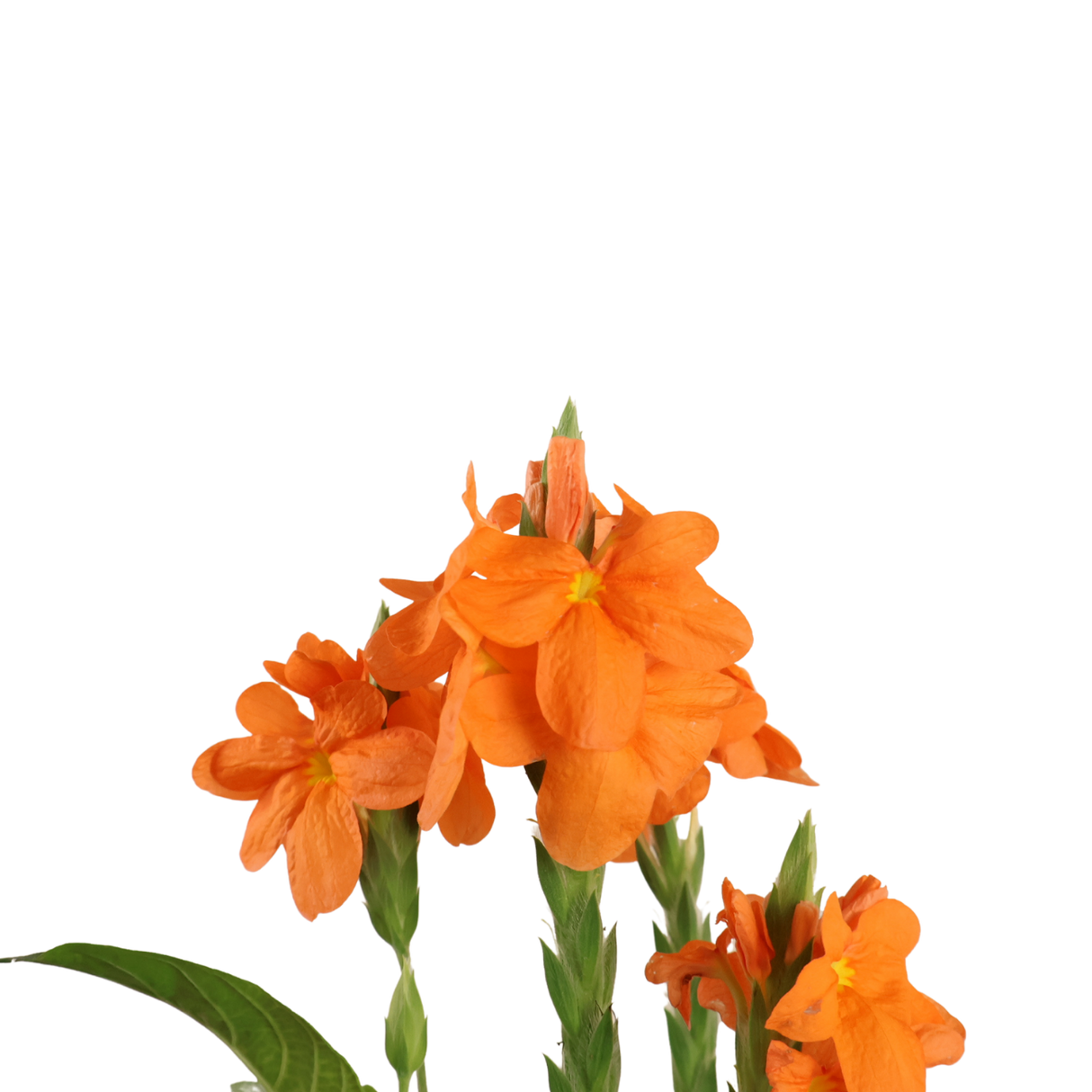 Crossandra