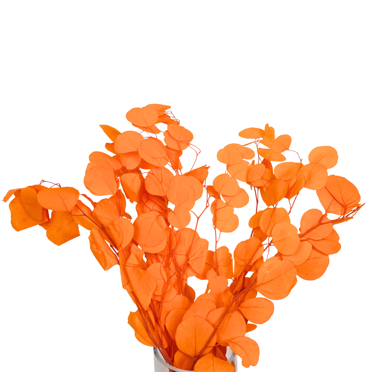 Preserved Eucalyptus Populus Leaf