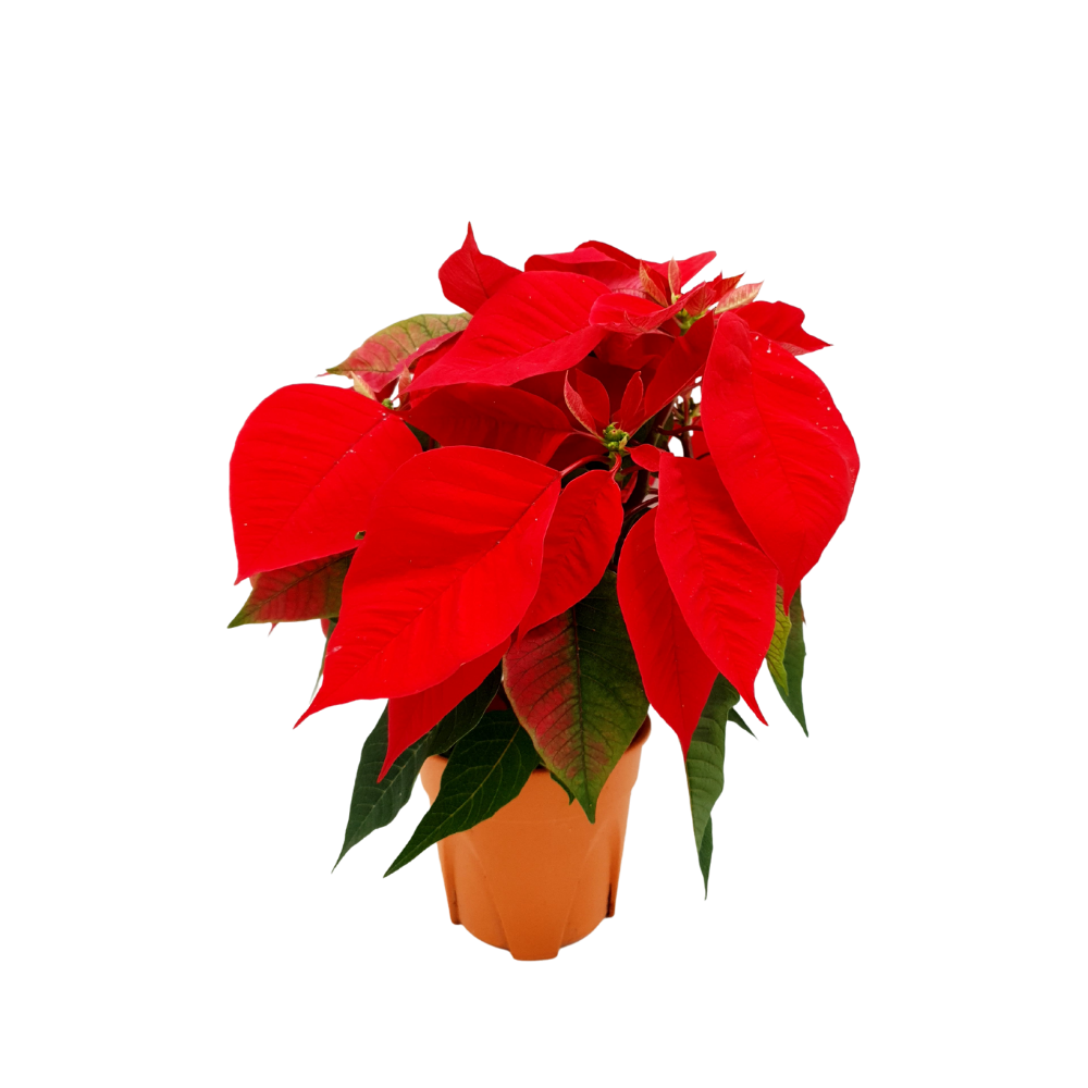 Poinsettia