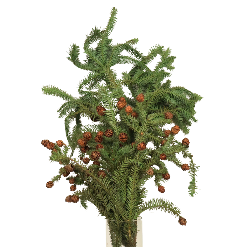Cryptomeria Japonica with fruits (China)