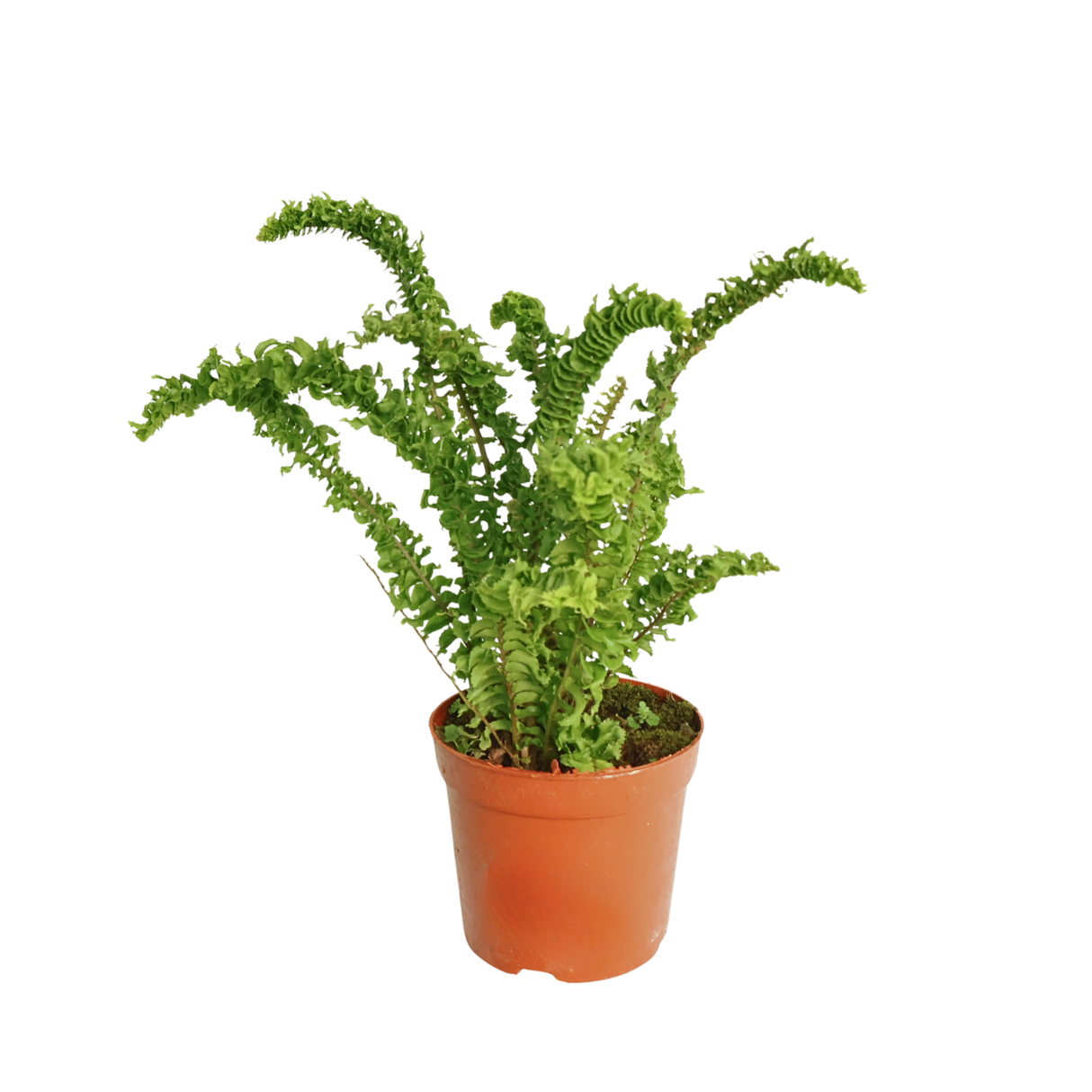 Nephrolepis (Boston Fern)