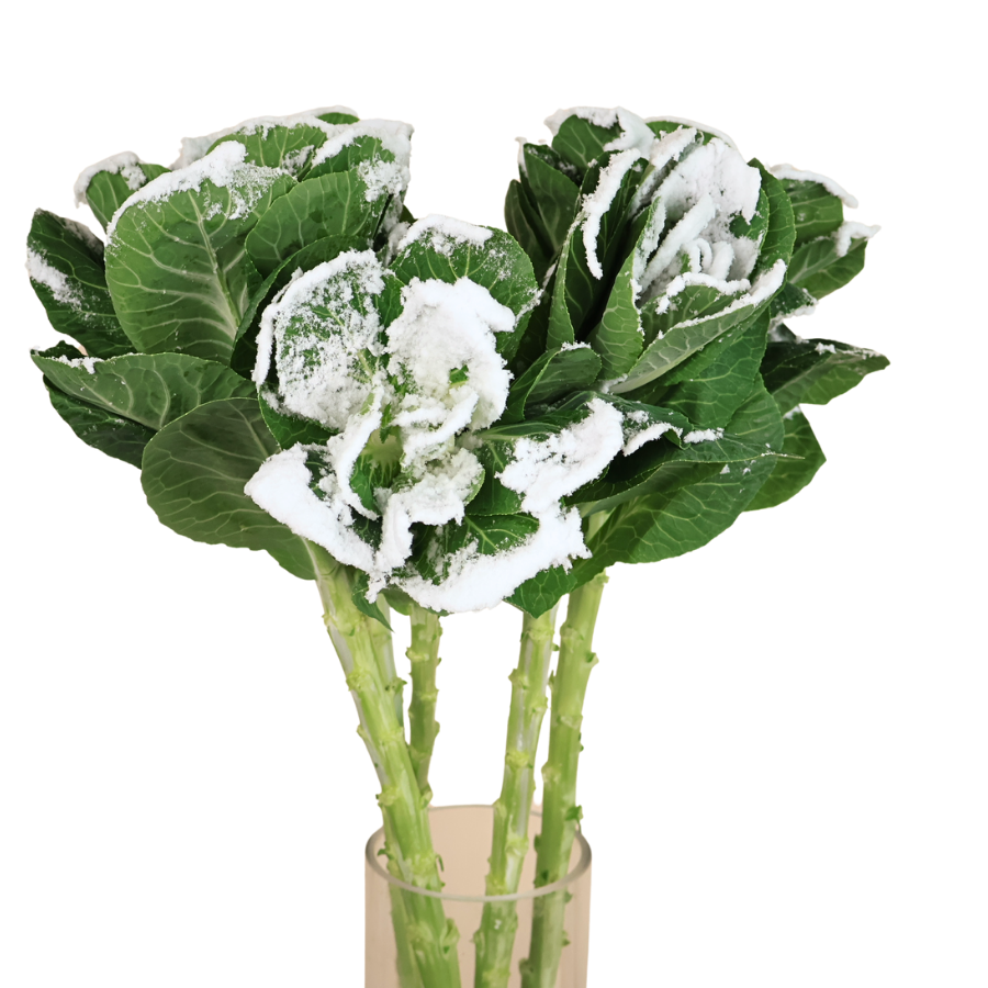 Brassica Snow (Holland)