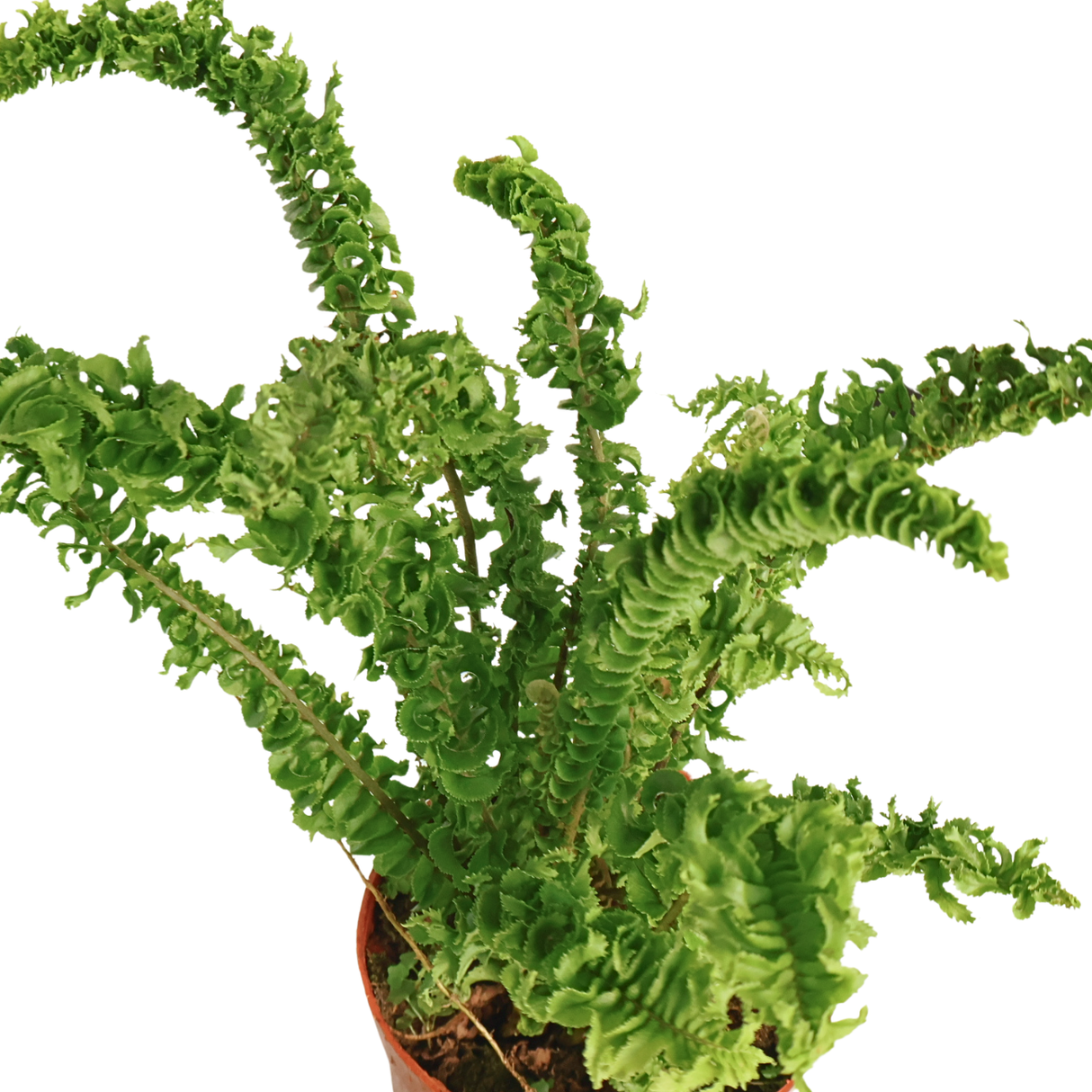 Nephrolepis (Boston Fern)