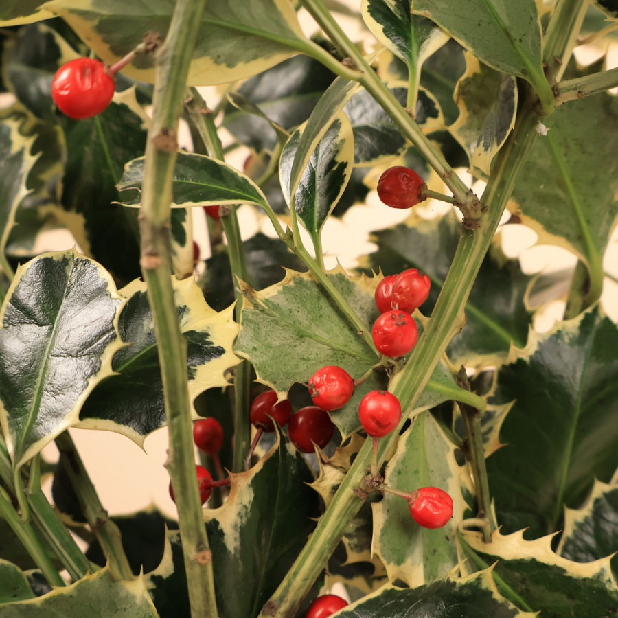 Holly Variegated Berry (Ilex Aquifolium)