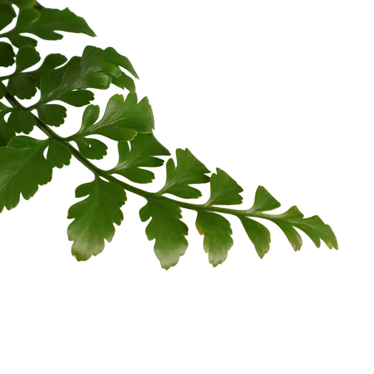 Asplenium Parvati